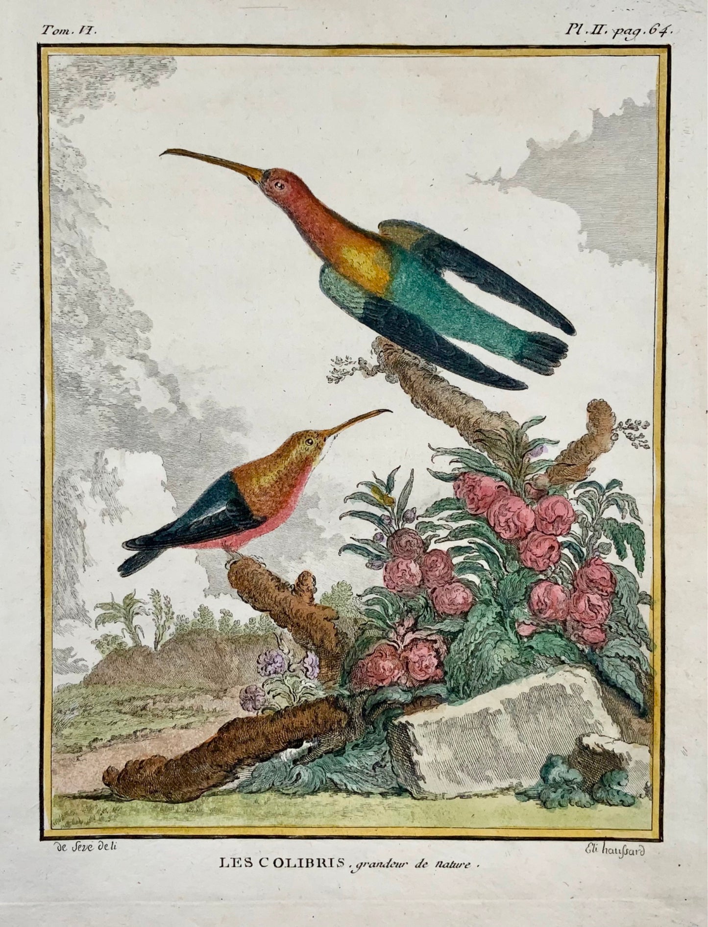 1779 de Seve; Colibri HUMMINGBIRDS - Ornithology - 4to Large Edn engraving