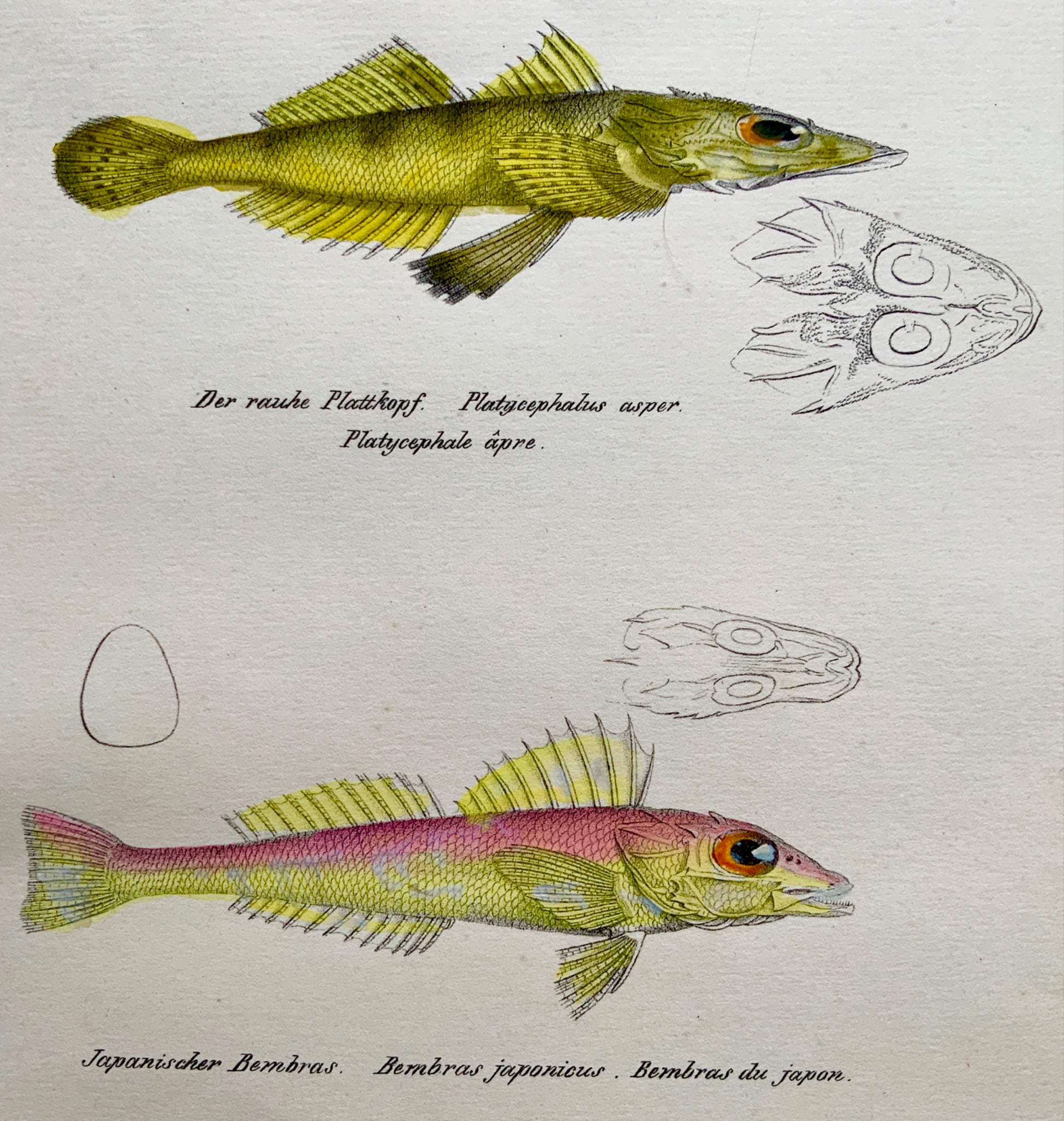 1833 H. Schinz (1777-1861) FLATHEADS Platycephalus Fish Hand colour lithograph
