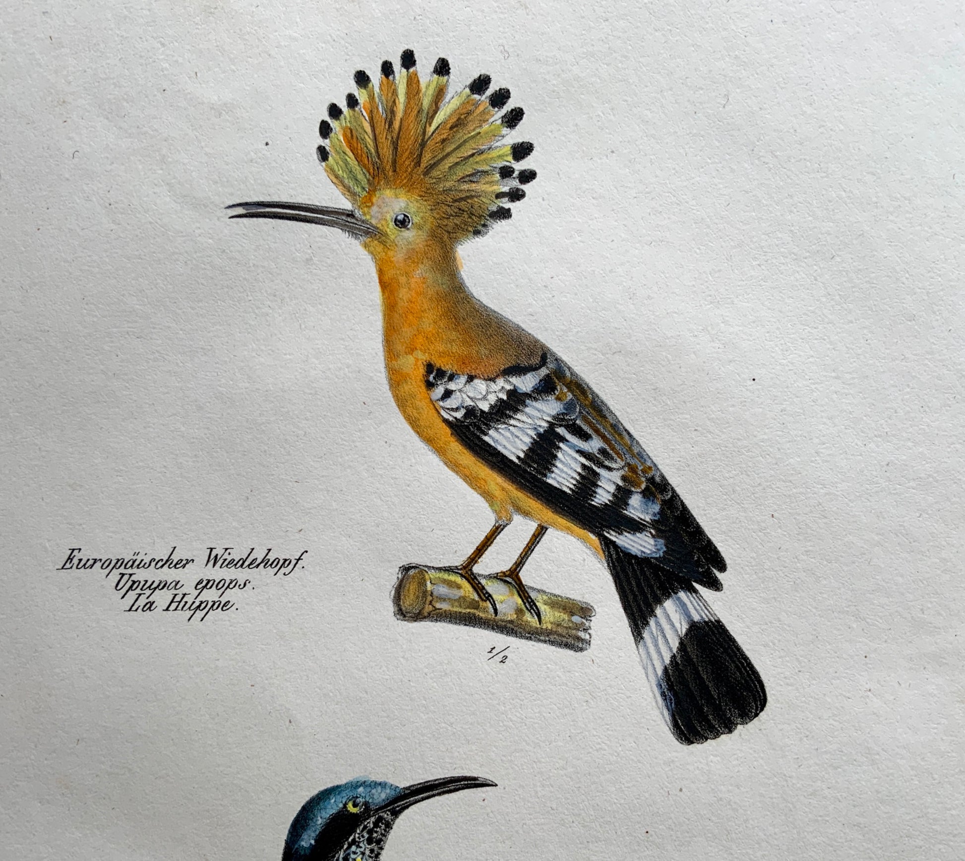 1830 HOOPOE Paradisaeidae Ornithology Brodtmann hand coloured FOLIO lithography