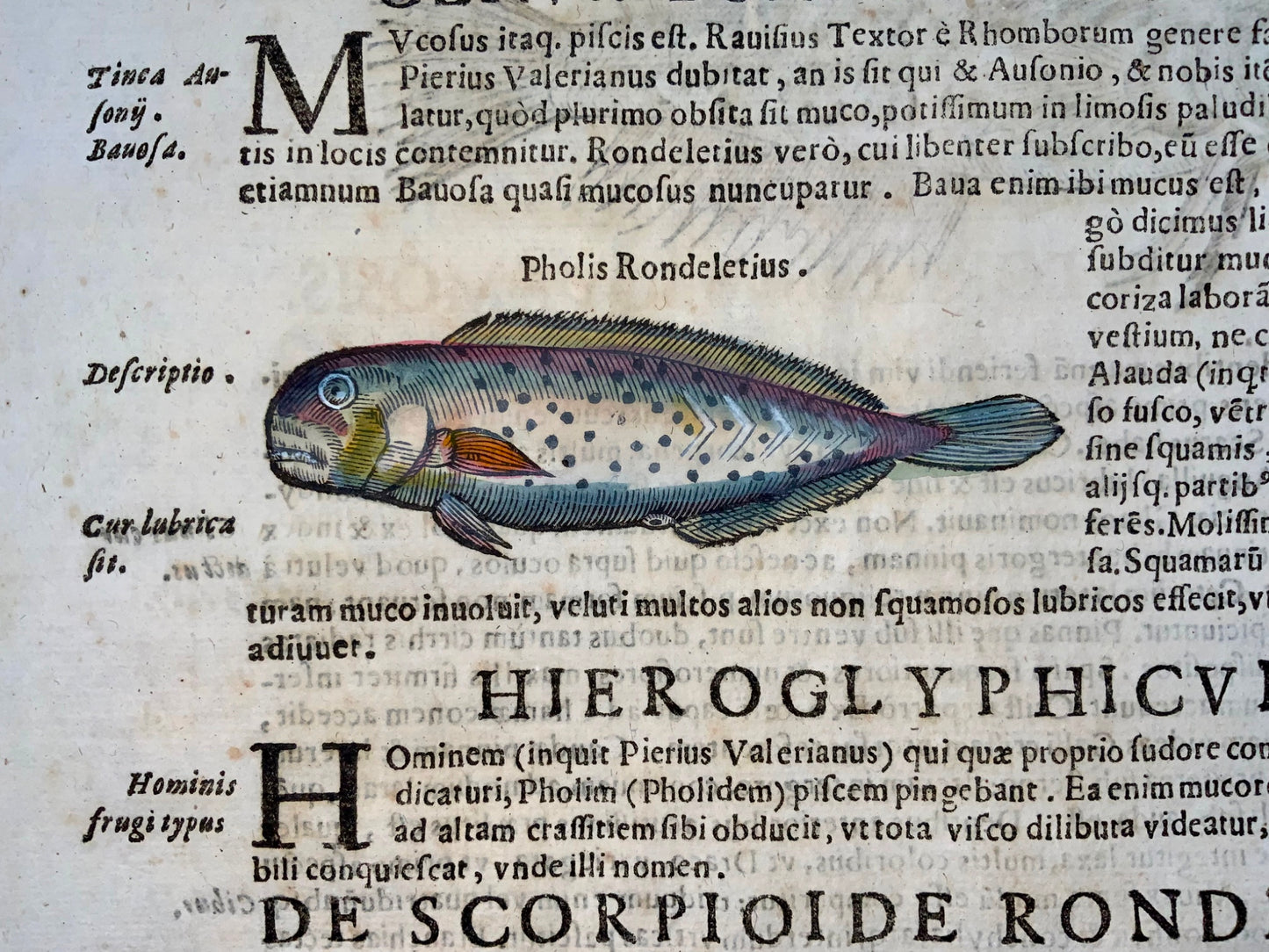 1638 Weever, ray-finned fish, Aldrovandi, large folio leaf with 3 woodcuts