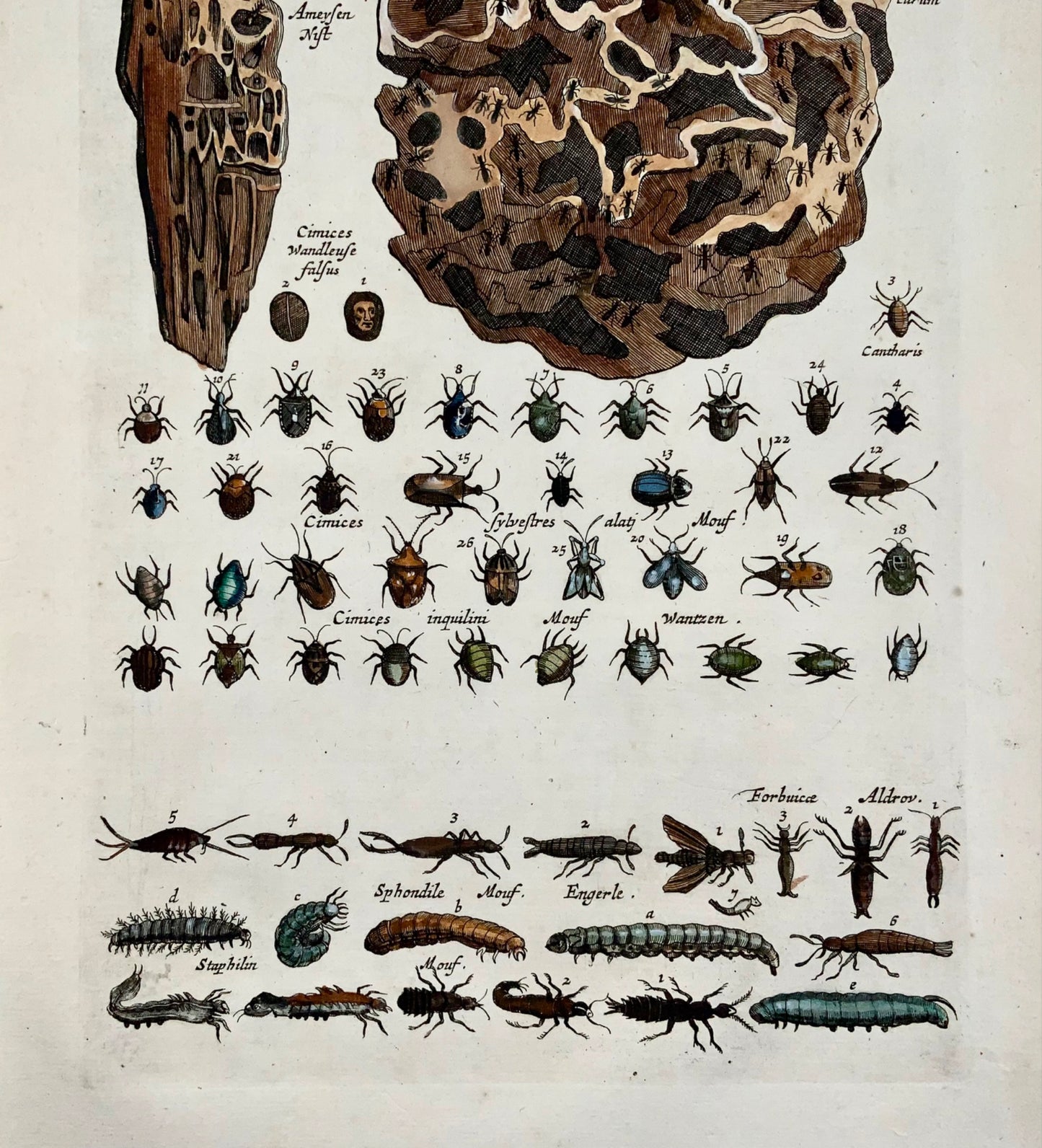 1657 Ant colony, caterpillars, insects, Matt. Merian, folio, hand coloured