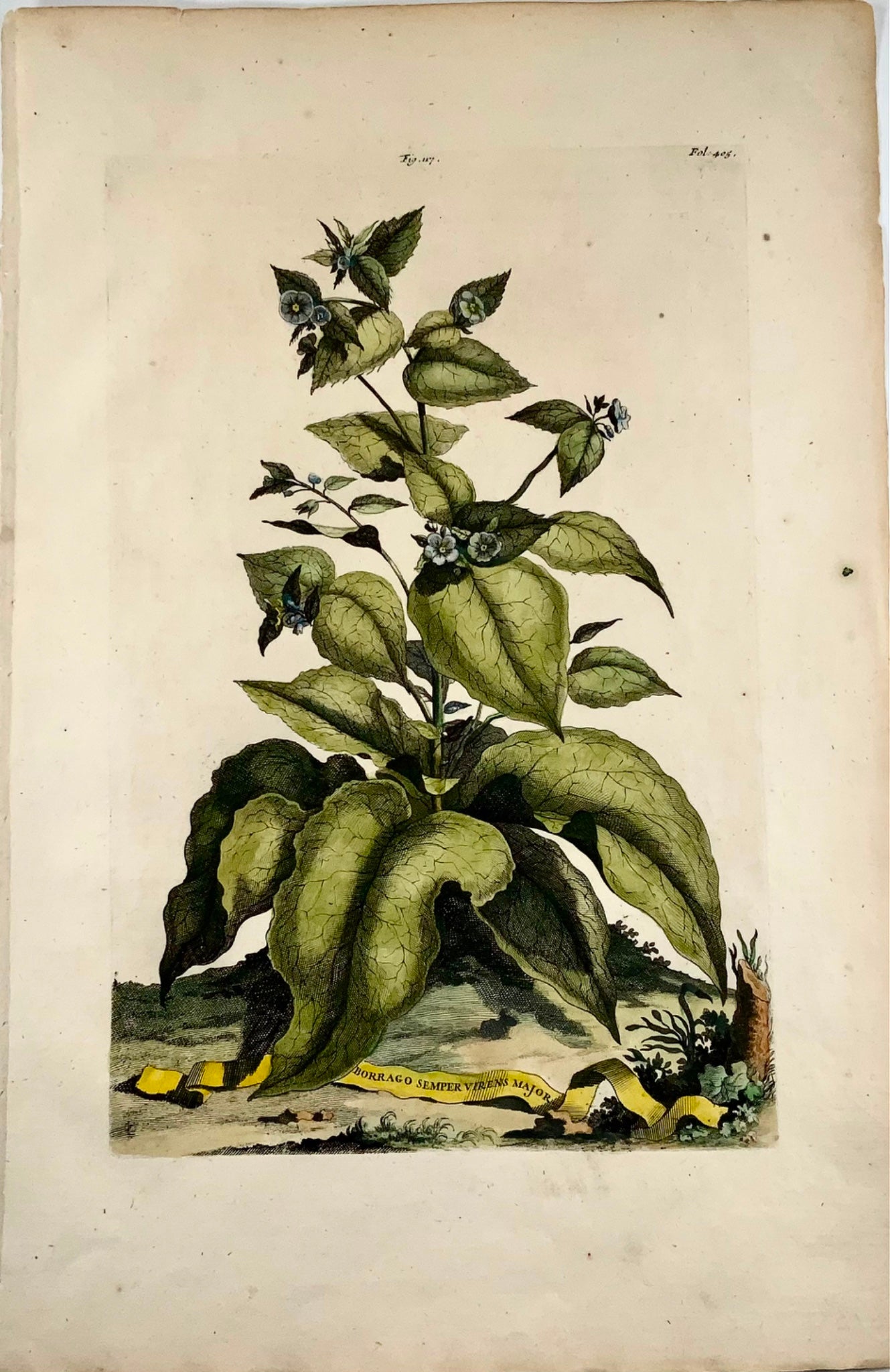 1696 Abraham Munting - Folio botanical - NON TI DIMENTICA DI ME Borrago semper virens - Botanica