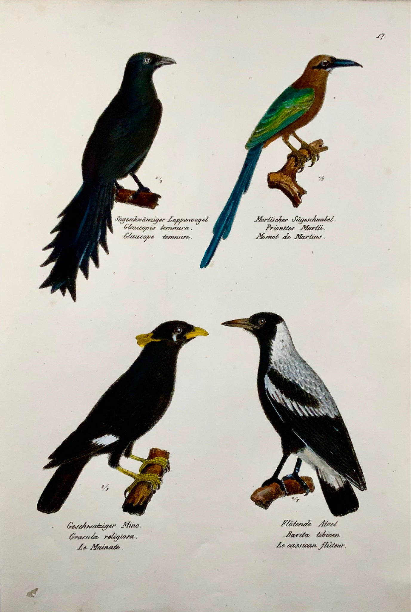 1830 Motmot, Myna, ornitologia, Brodtmann, litografia in folio colorata a mano