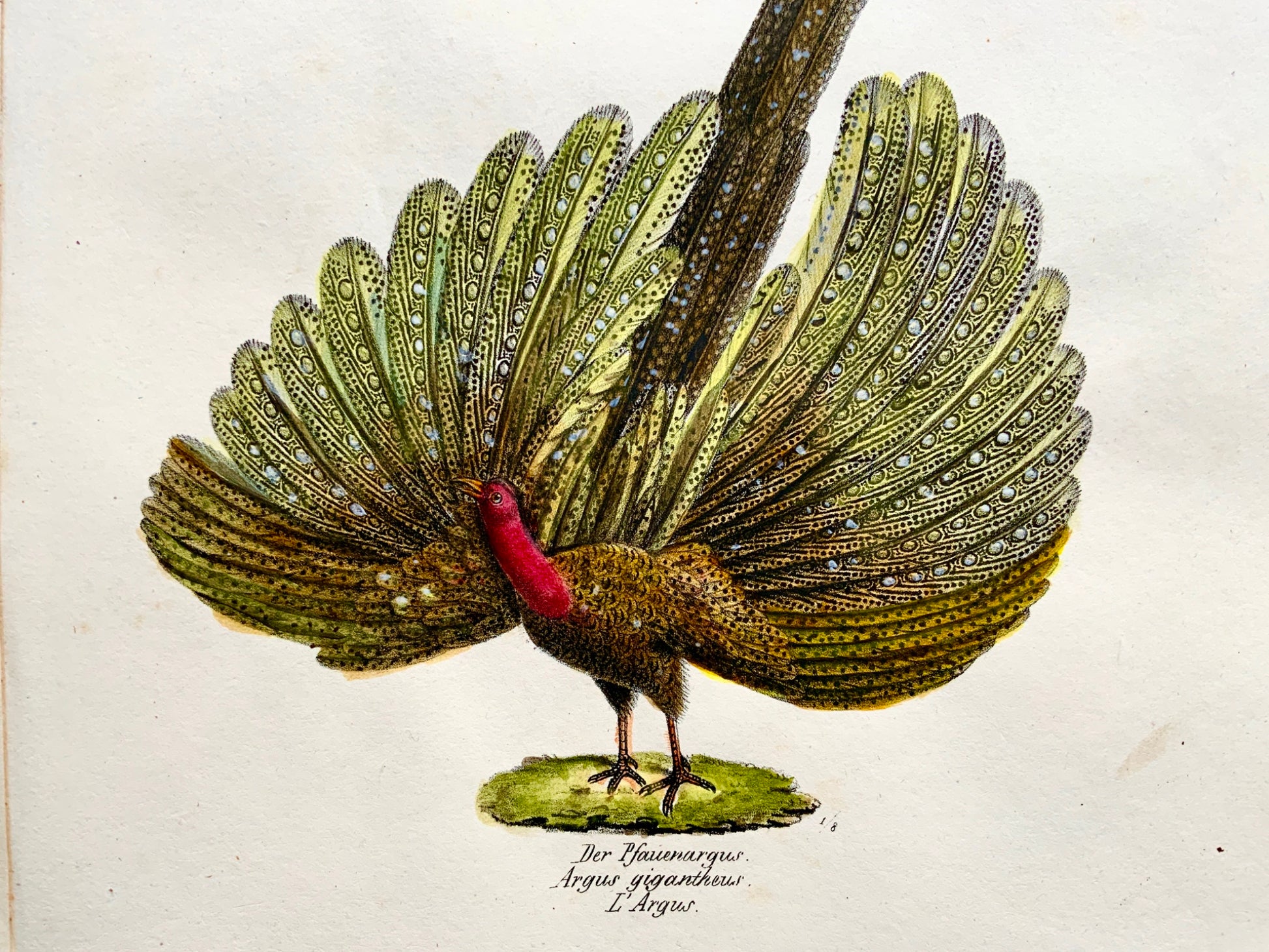 1830 ARGUS PHEASANT Ornithology - Brodtmann hand coloured FOLIO lithography
