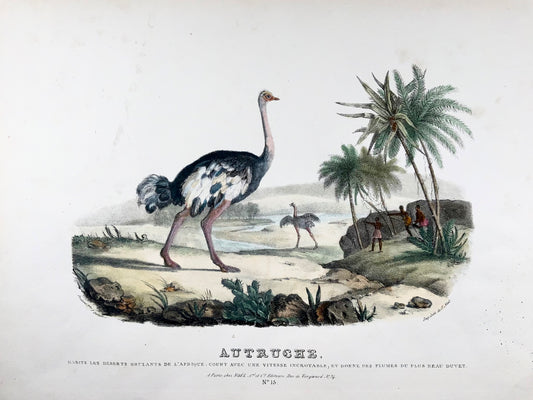 1827 Struzzo, Oudart, grande litografia in pietra colorata a mano, rara, ornitologia