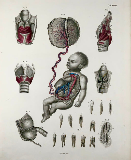 1840 Anatomia umana, ginecologia, foglio colorato a mano, Krausse &amp; Eltzner