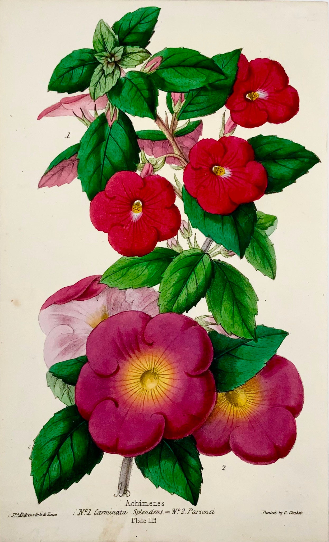 1858 MAGIC FLOWERS; James Andrews - Exquisite hand colour - As such RARE - Botany