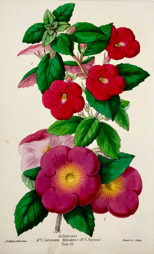1858 FLEURS MAGIQUES ; James Andrews - Couleur de main exquise - En tant que tel RARE - Botanique