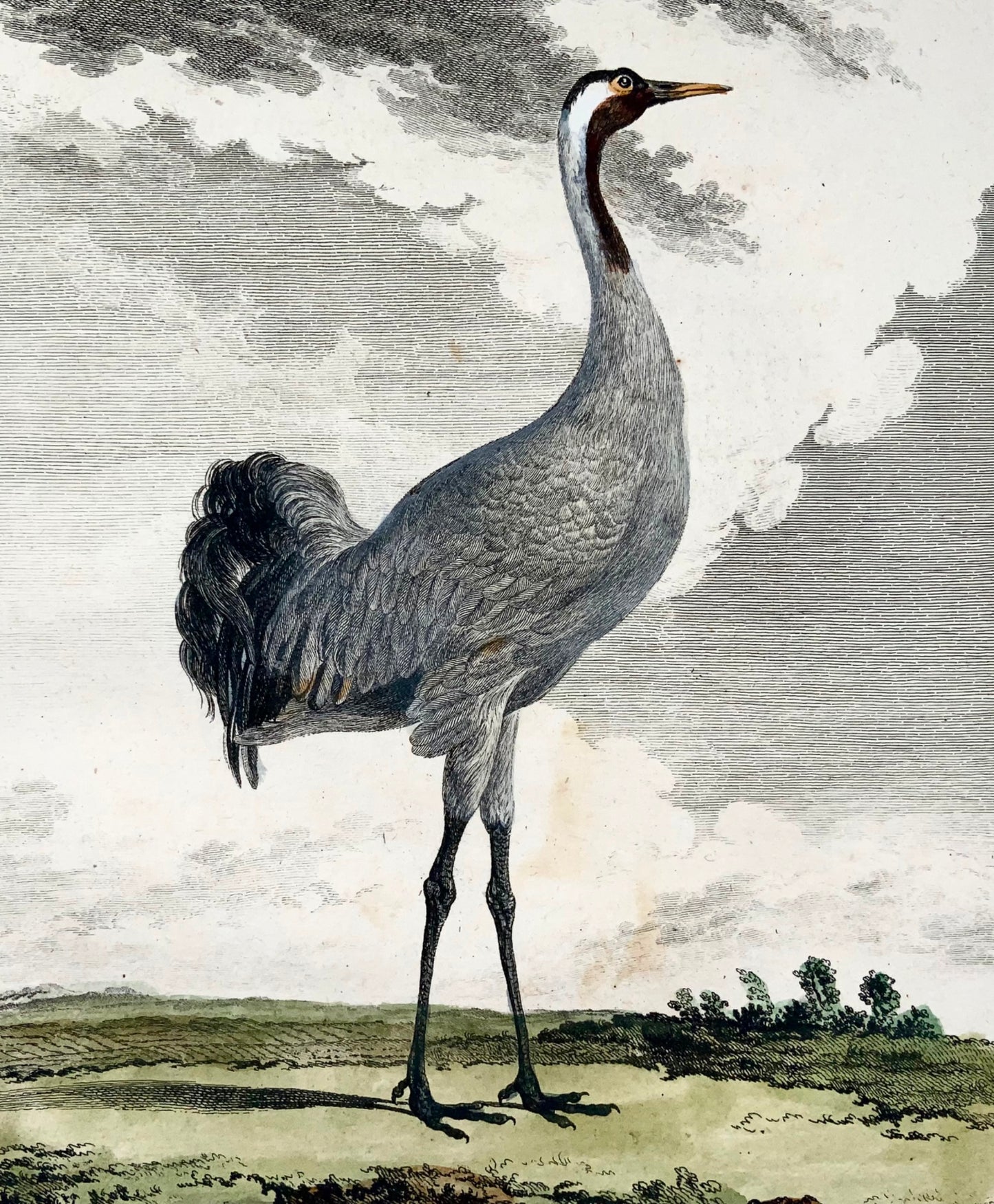 1779 Mansard d'après de Sève, Grue cendrée, ornithologie, grande édition in-4, gravure