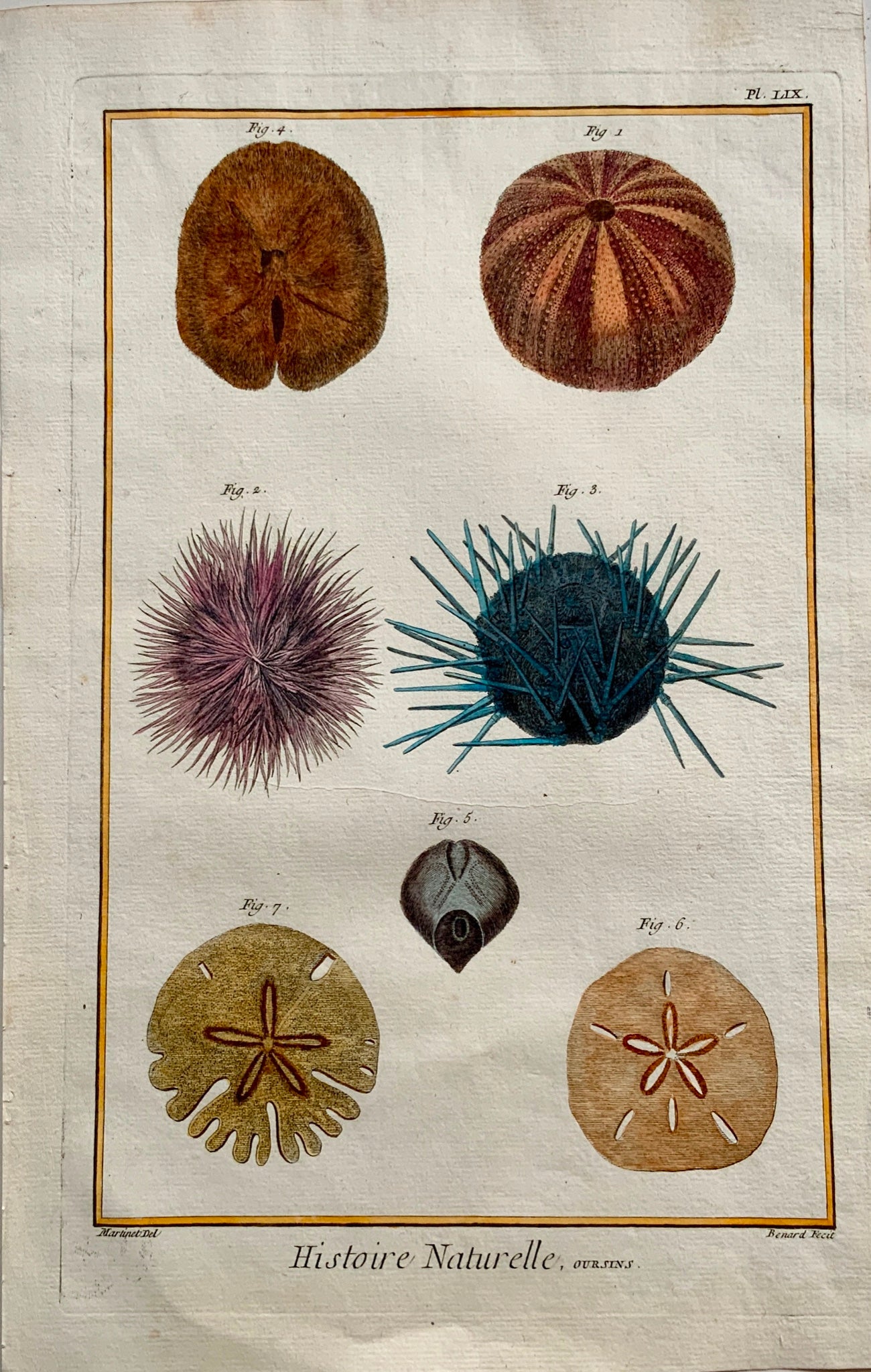 1780 Martinet - Sea Urchins - Aquatics - hand coloured 38 cm engraving