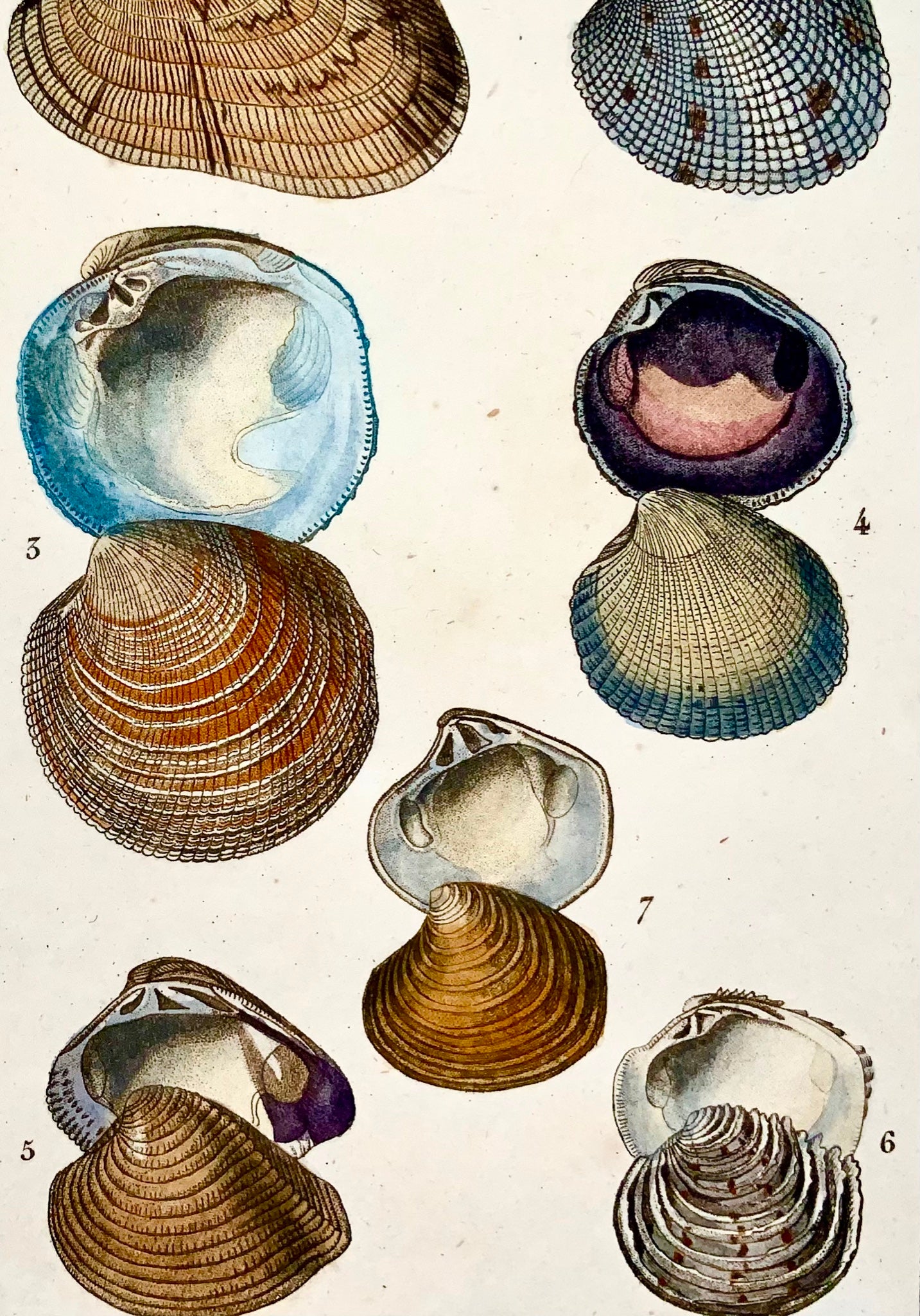 1815c. J.-G. Prêtre Conchology Conchiglie Venere - Colore originale della mano