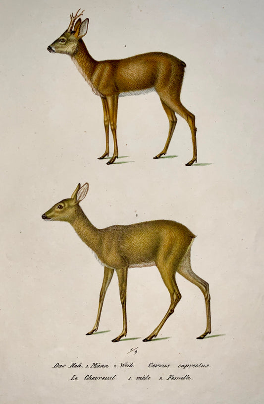 1824 DEER Cervus - K.J. Brodtmann hand coloured FOLIO lithograph - Mammals