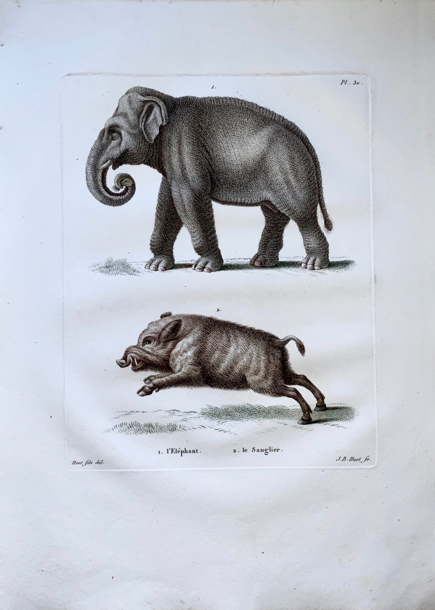 Jean Baptiste Huet [1745-1811] ELEPHANT WILD BOER - Mammals - Coloured stipple