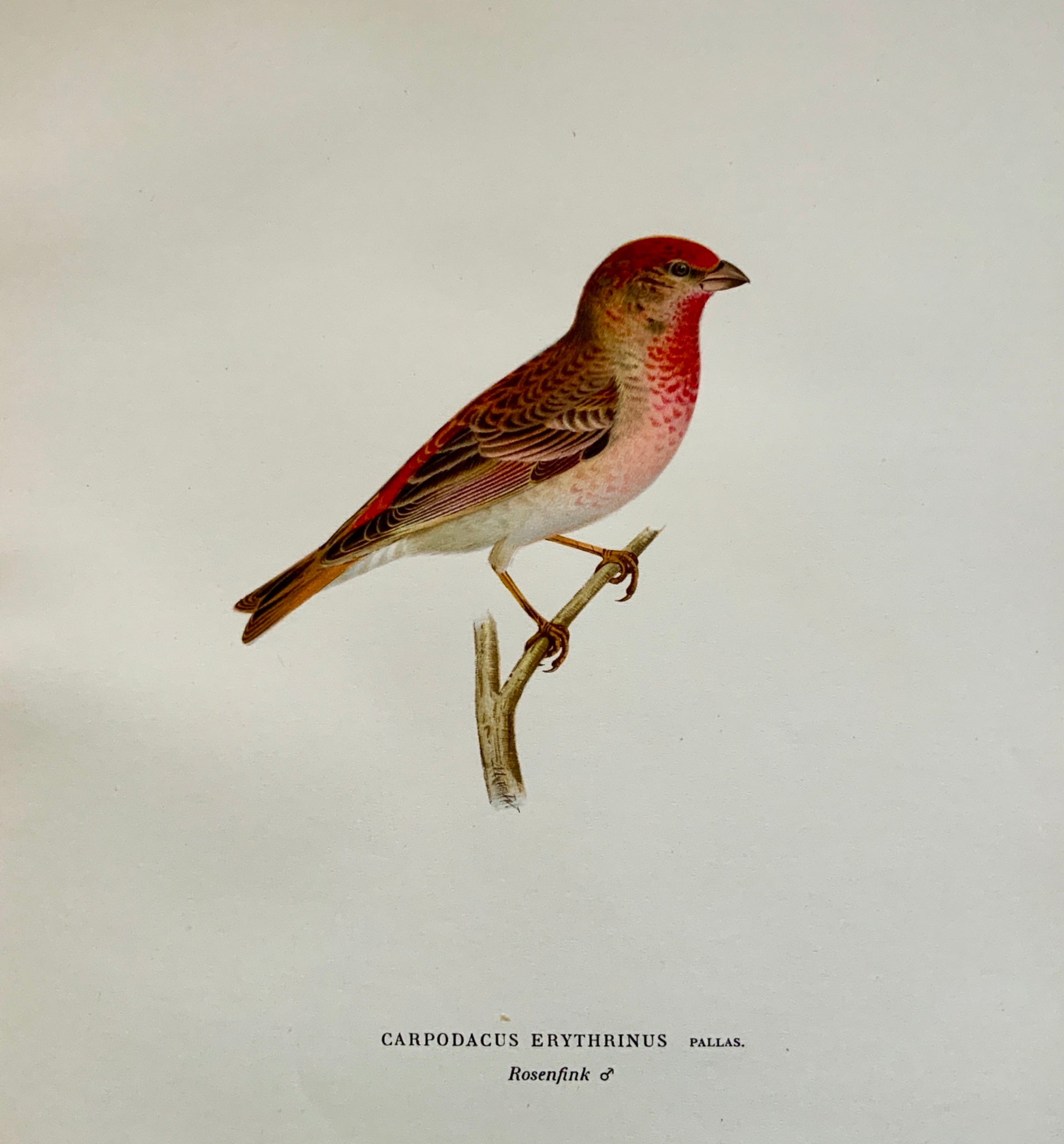 1918 Von Wright - CARPODACUS Rosefinch - Ornithology - Large Lithograph