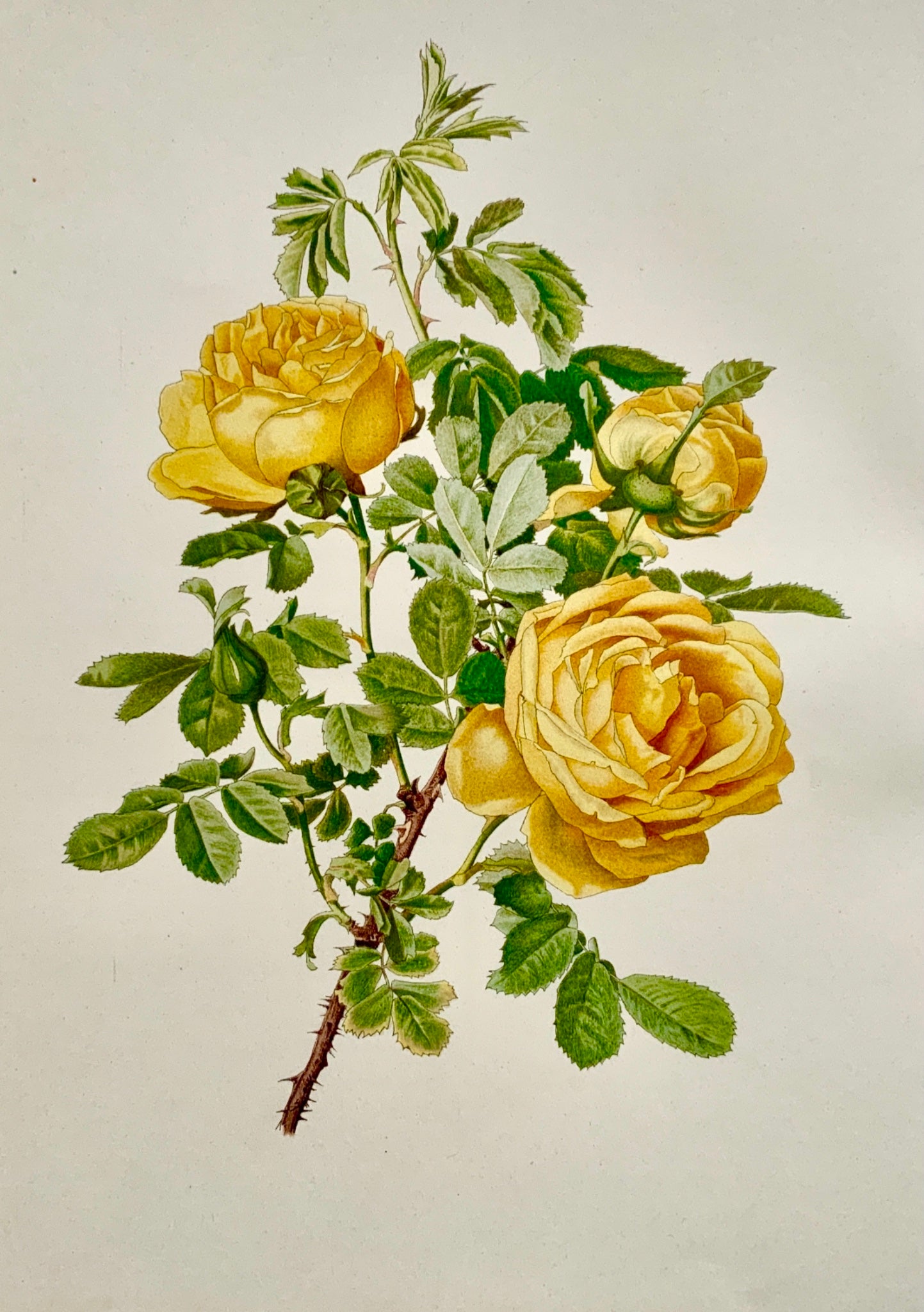 WILLMOTT, Ellen Ann (1858-1934); Parsons ROSA HEMISPHOERICA Rose 37 cm - Botany
