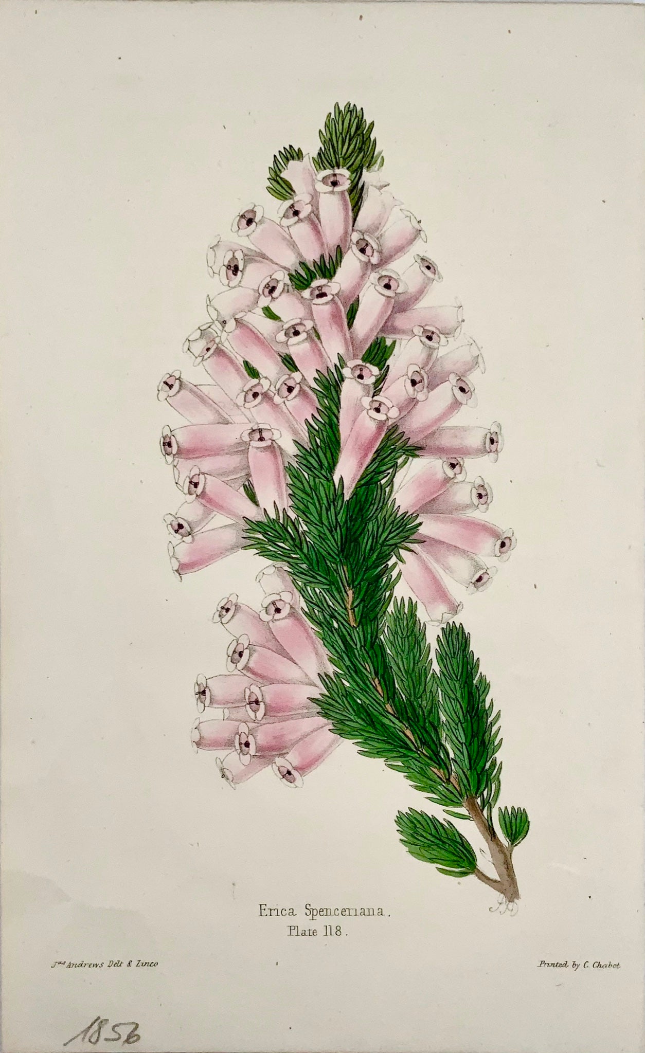 1856 Erica, James Andrews, exquisite hand colour, botany