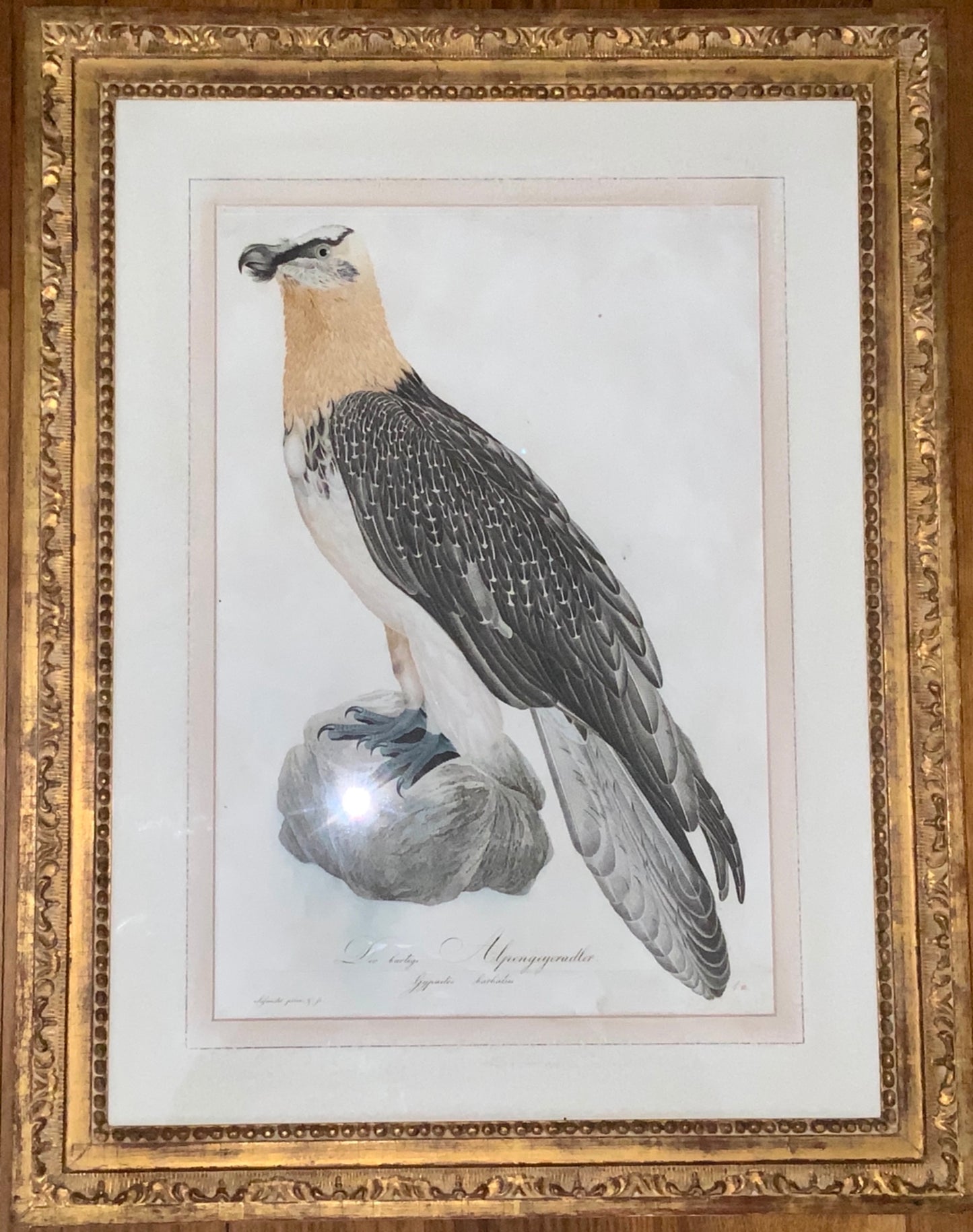 1800-11 Joh. Th. Susemihl - ALPENGEYER Alpine Eagle - Ornithology - Beautifully framed