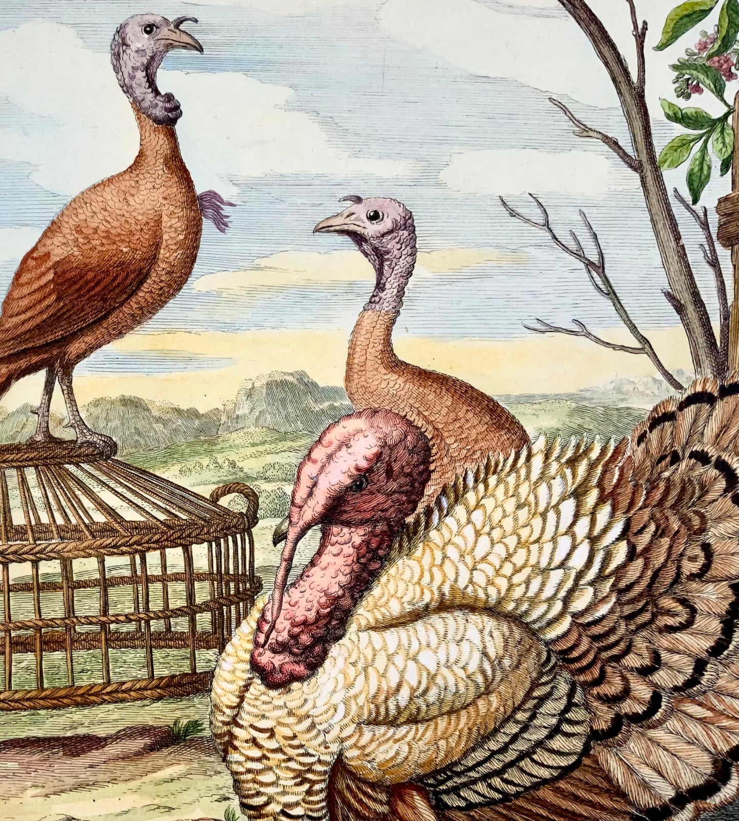 1673 Turkey, Poultry, Nicolas Robert, folio etching in hand colour
