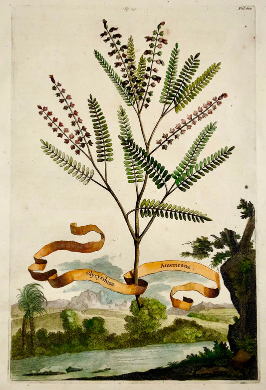 1696 Abraham Munting - Folio botanique - Glycyrrhiza Americana