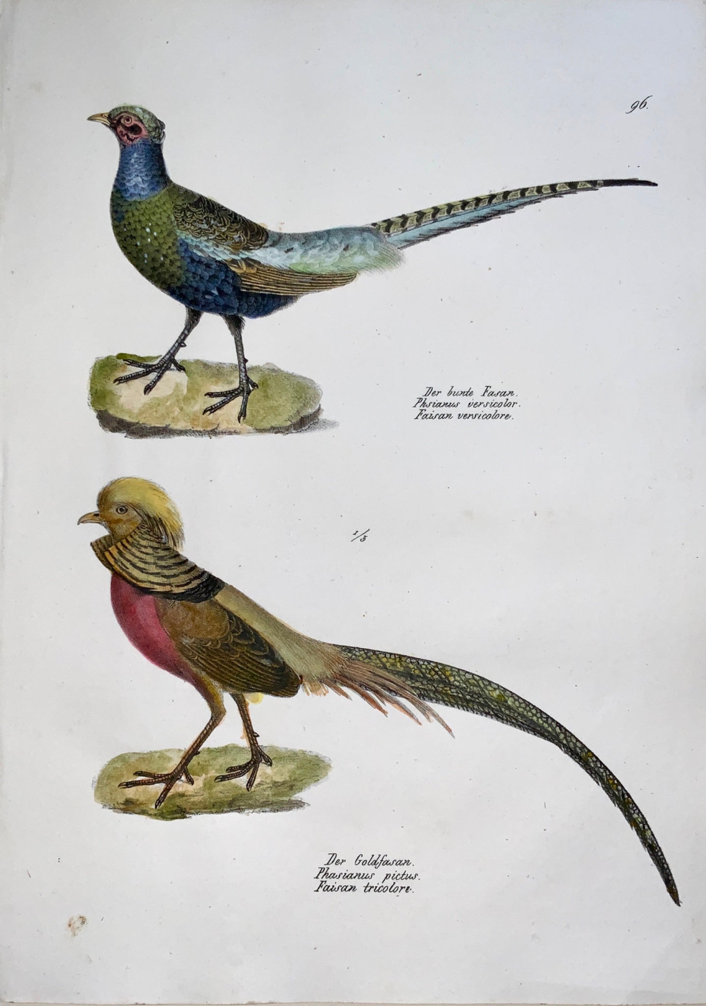 1830 PHEASANTS Ornithology - Brodtmann hand coloured FOLIO stone lithograph