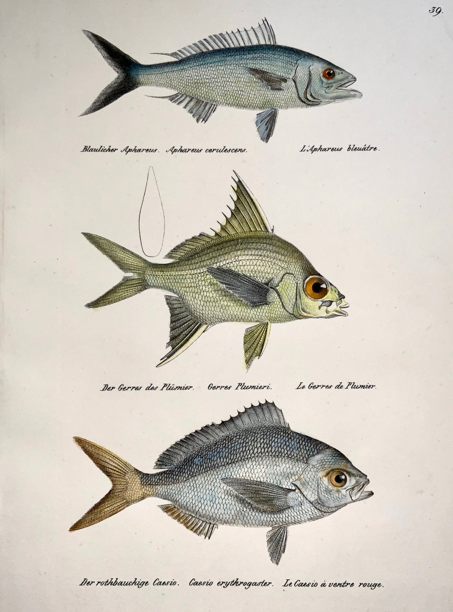 1833 H. Schinz (1777-1861) CAESIO FISH Gerres Aphareus Handcol. stone lithograph