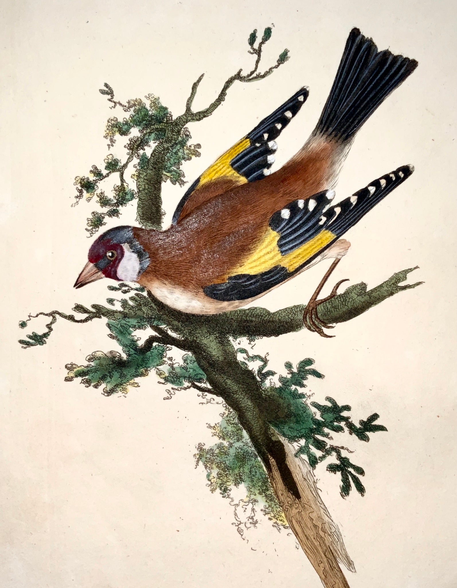 1794 Edward Donovan - GOLDFINCH Ornithology - exquisite hand coloured copper engraving