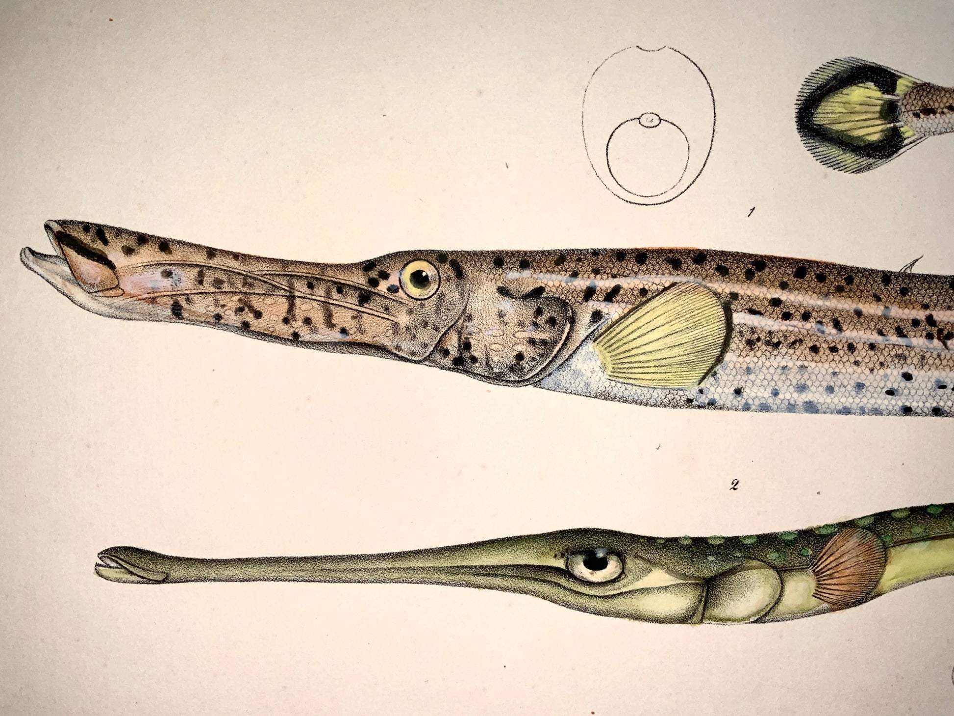 1833 H. Schinz (1777-1861) TRUMPETFISH Cornetfish - Hand colour stone lithograph