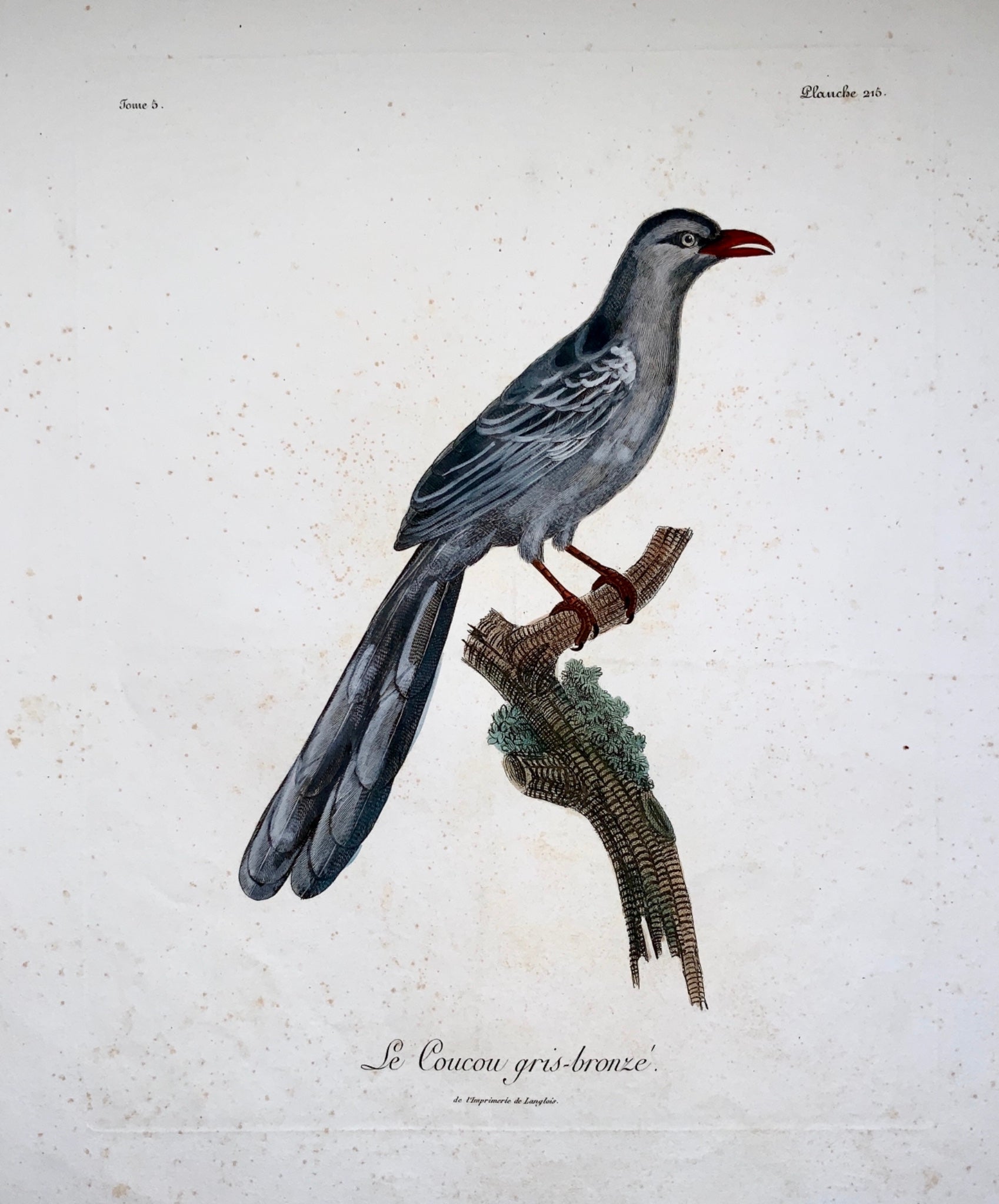 1802 Francois Le Vaillant (1753-1824) - Coucal gris CUCKOO - Ornithology