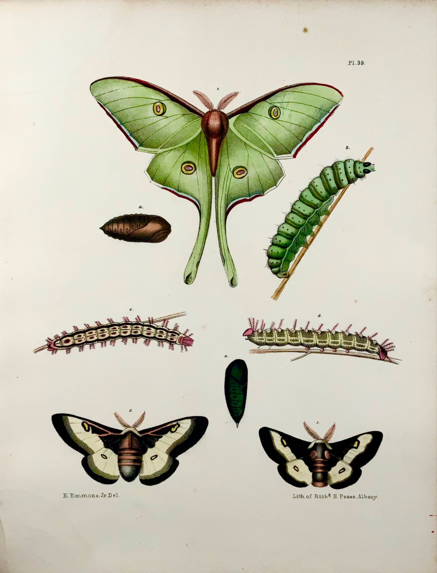 1854 Pease lit; Emmons - Farfalle Attacus - litografia in pietra colorata a mano