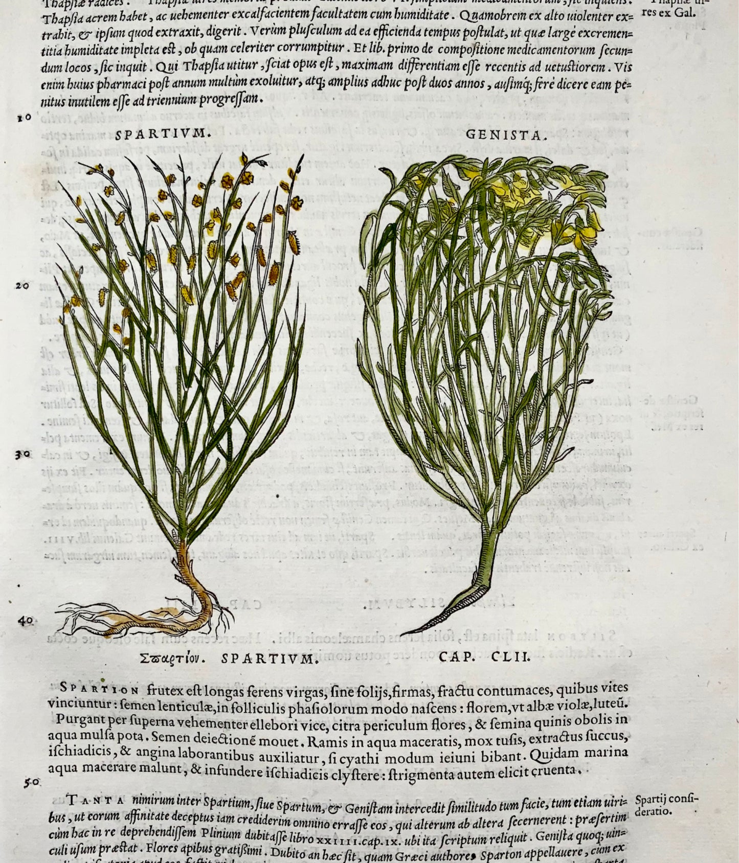 1554 Broom, Genista, Mattioli Folio Woodcut, 1st illustrated edn, botany