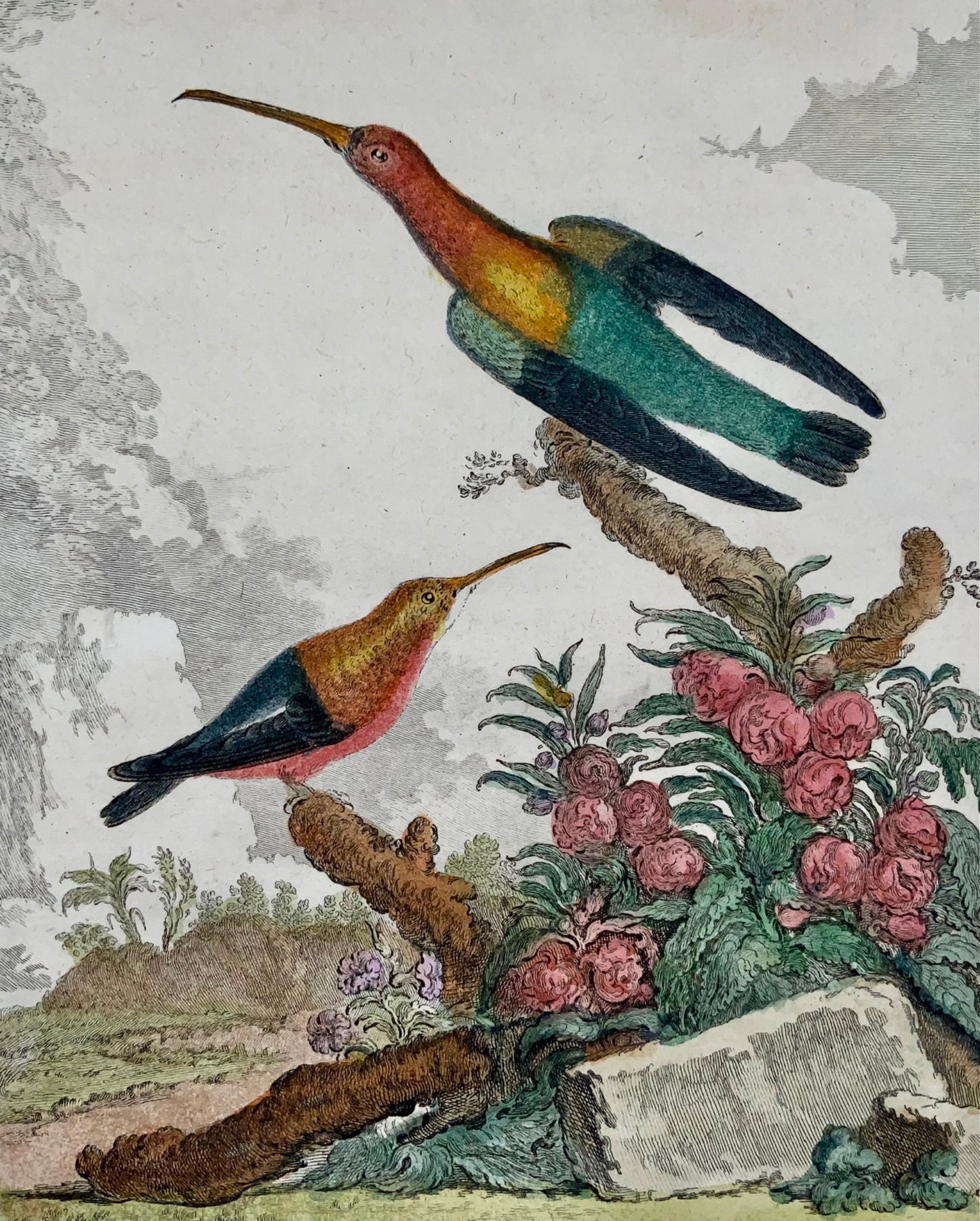 1779 di Seve; Colibri COLIBRI - Ornitologia - 4to Incisione Edn di grandi dimensioni