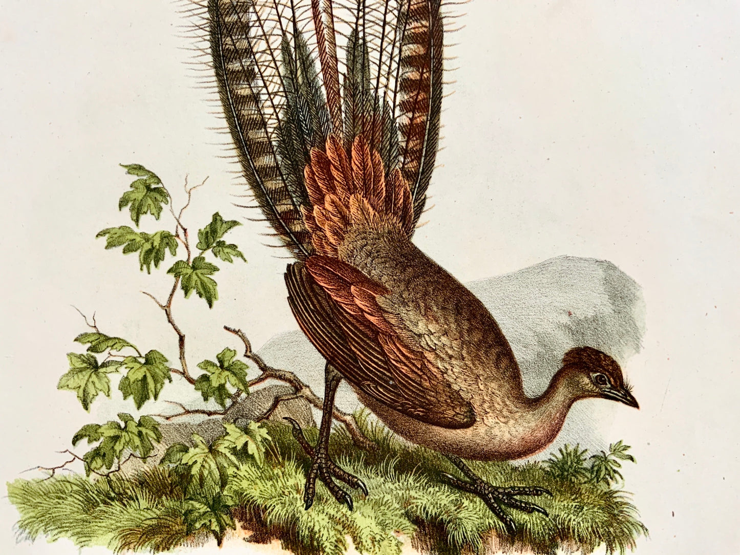 1860 AUSTRALIAN LYREBIRD - Fitzinger FOLIO colour lithograph with hand finish