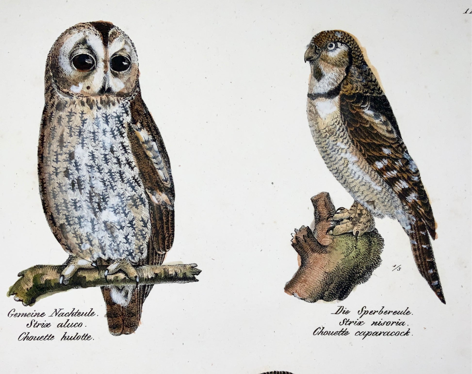 1830 OWLS Ornithology Brodtmann hand coloured FOLIO lithograph