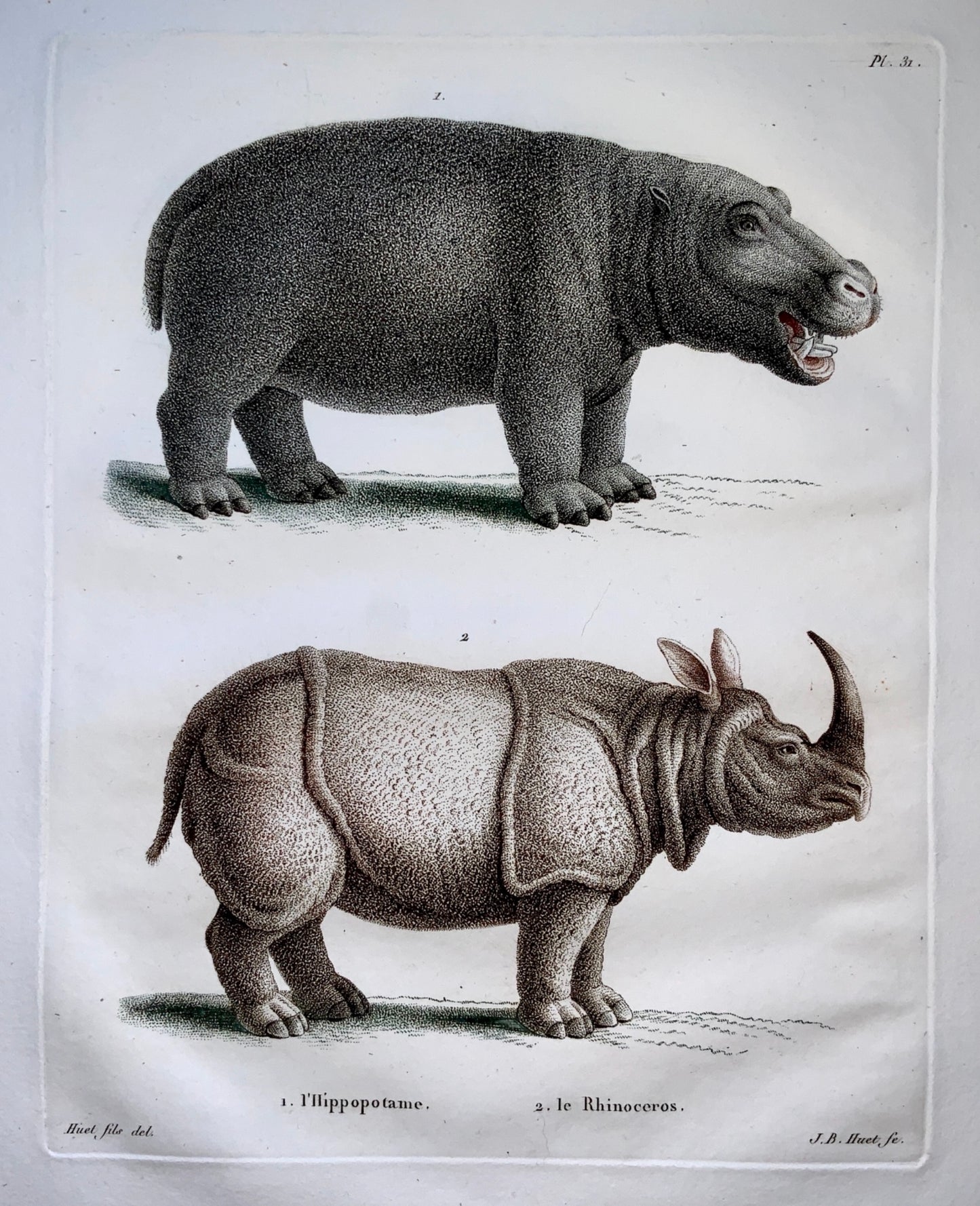 Jean Baptiste Huet [1745-1811] HIPPOPOTAMUS RHINOCEROS Coloured stipple - Zoology