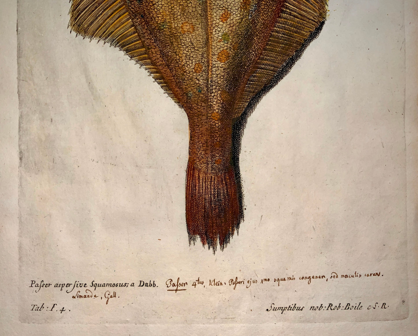 1686 Richard Hunt after Silviani DAB FLOUNDER Fish folio copper engraving