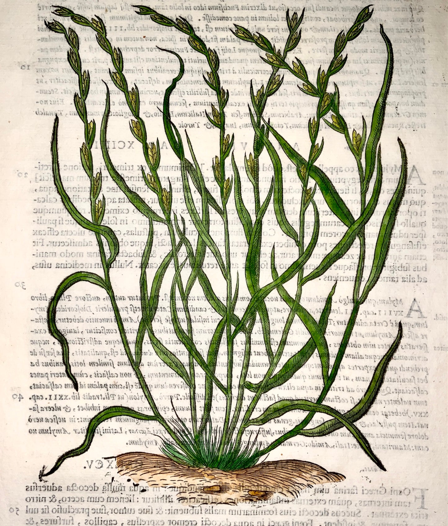 1562 W. Mayerpeck, G. Liberale - Folio woodcut - RYEGRASS Botany hand colour - Botany