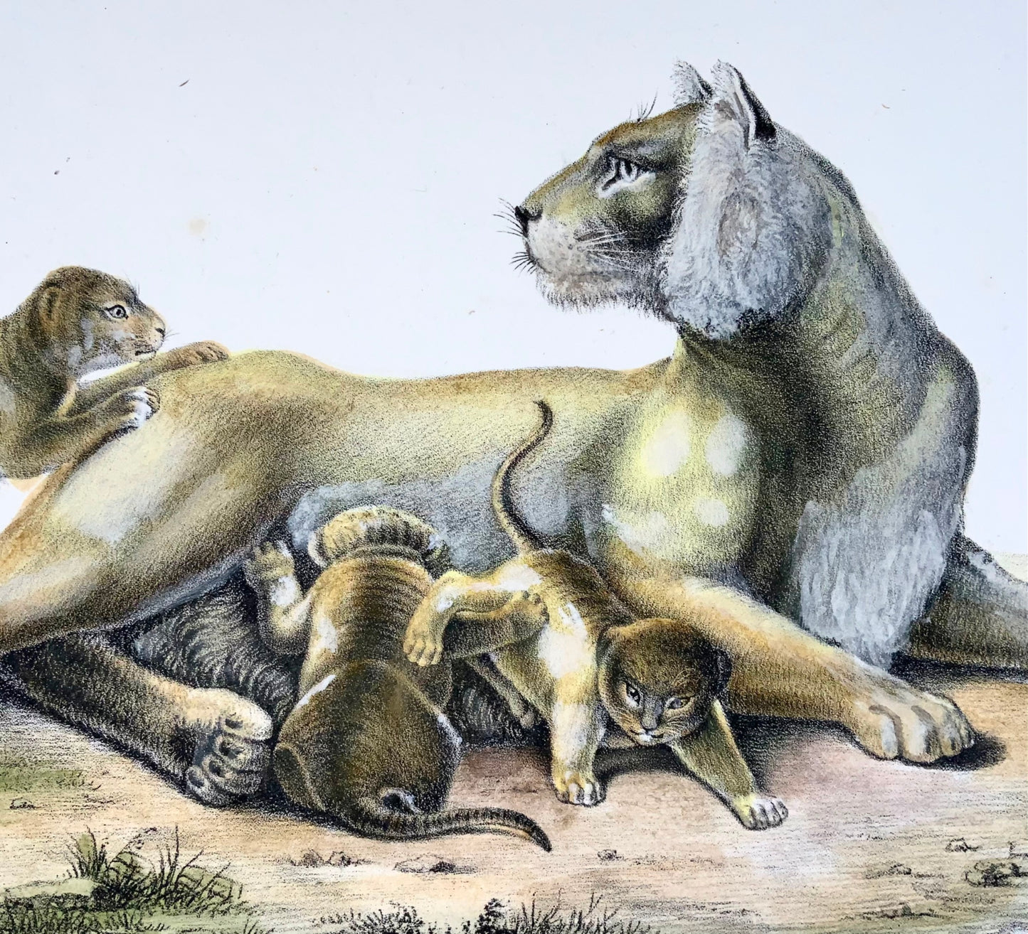 1824 Lioness with Cubs - K.J. Brodtmann hand colored FOLIO lithograph - Mammals