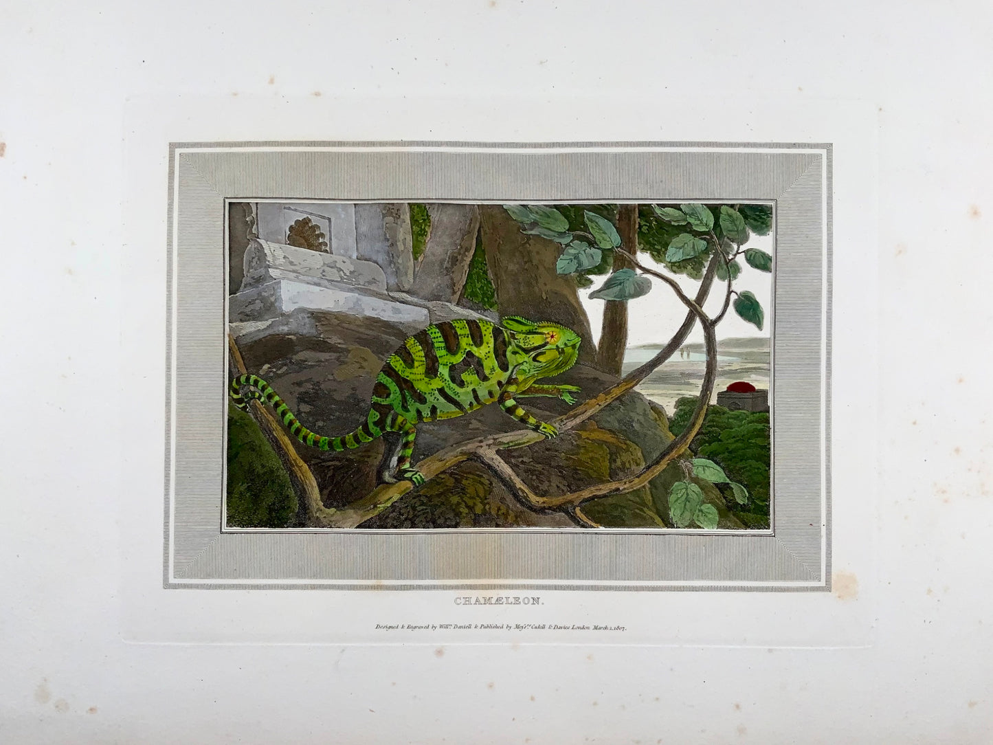 1807 William Daniell, Chamelon, Reptile, hand coloured aquatint
