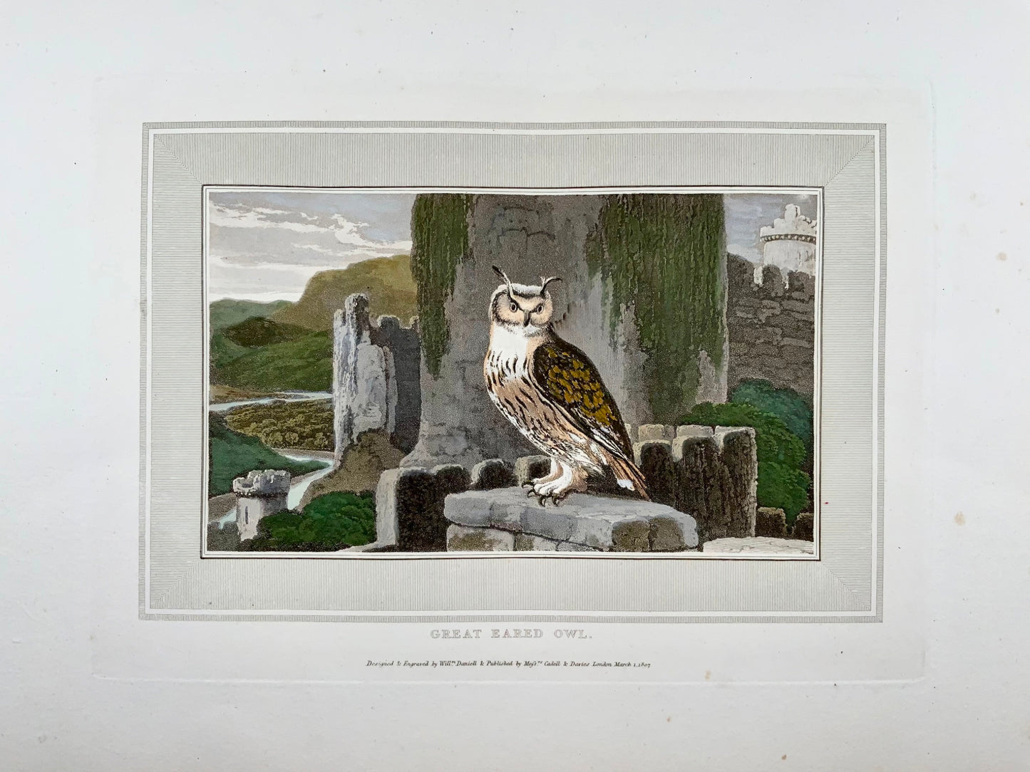 1807 William Daniell, Gufo dalle orecchie grandi, ornitologia, acquatinta colorata a mano
