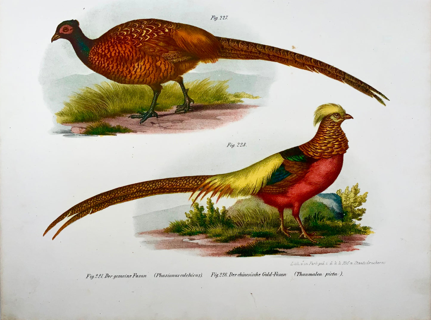 1860 Faisans, Fitzinger, lithographie en couleurs avec finition à la main, ornithologie
