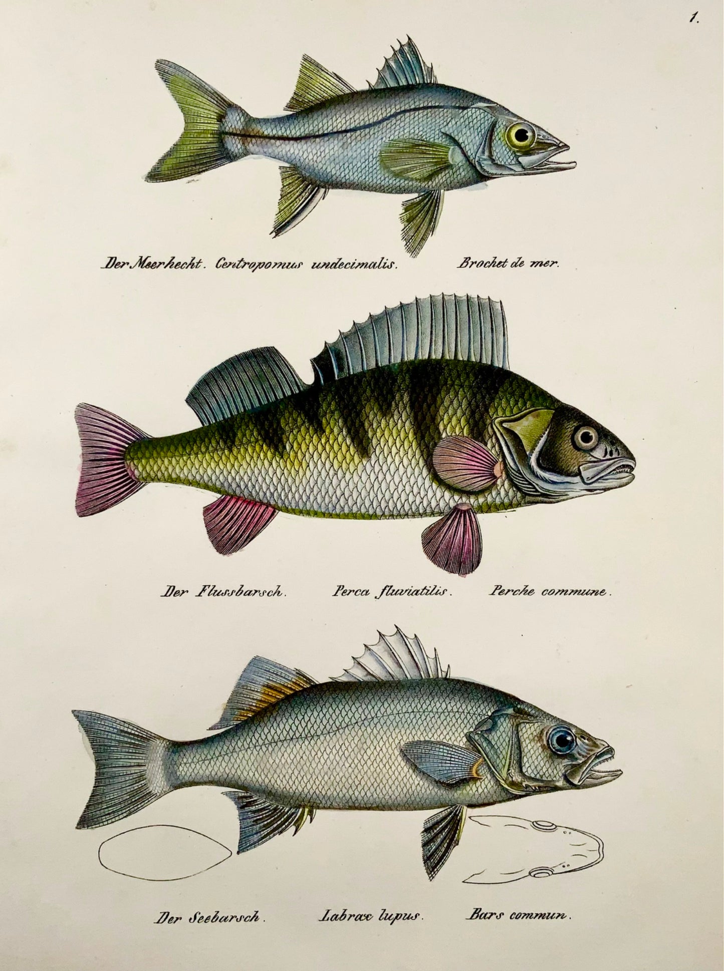 1833 H. Schinz (1777-1861) PERCH Bass Snook Fish handcoloured lithograph