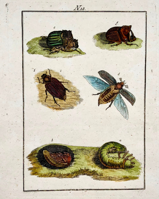 1790 Beetle Lava Mayfly - Joh. Sollerer hand coloured engraving - Insects
