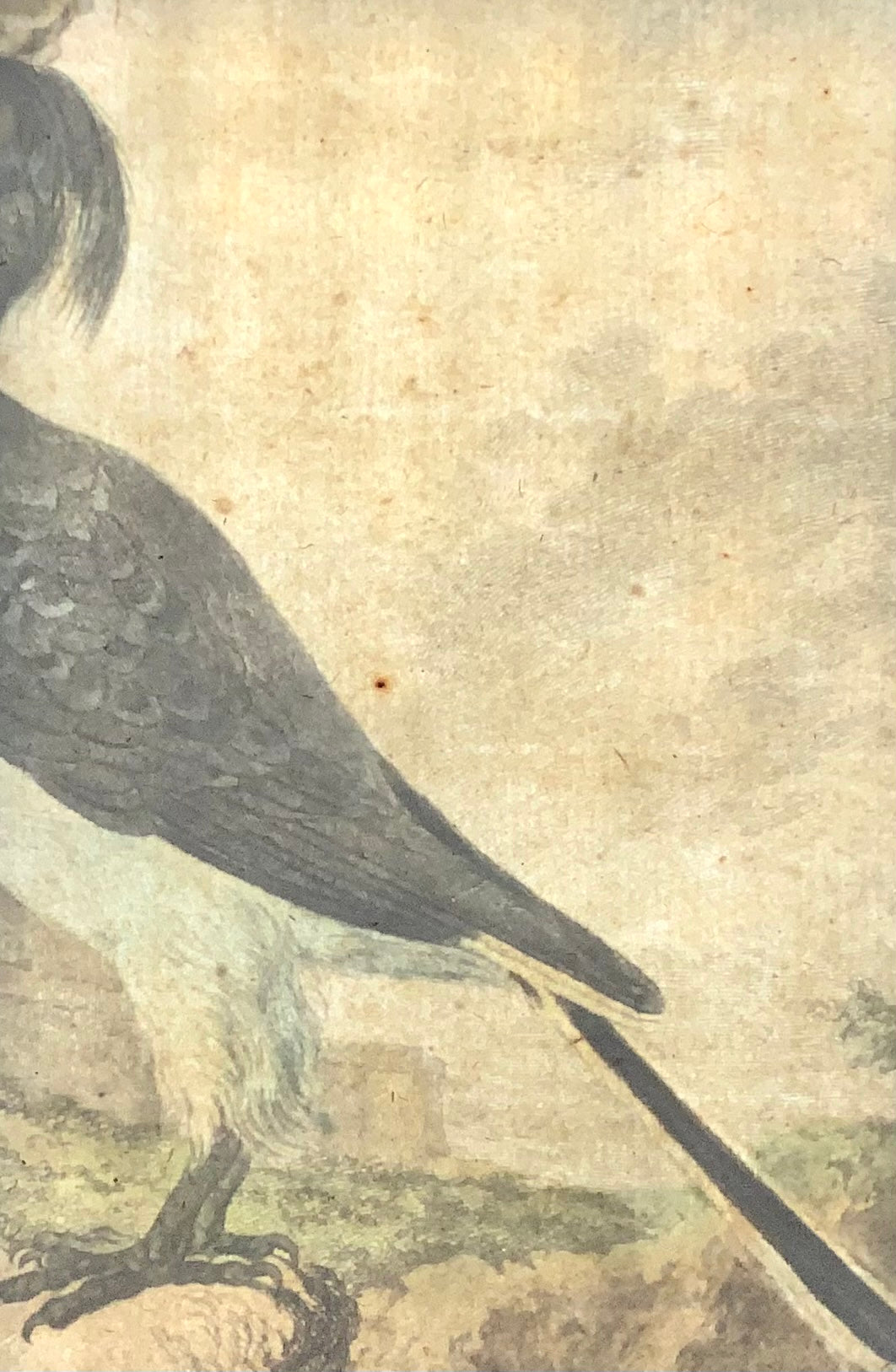 1775 Calao, Bucero, incisione su rame finemente colorata a mano in quarto, Ornitologia