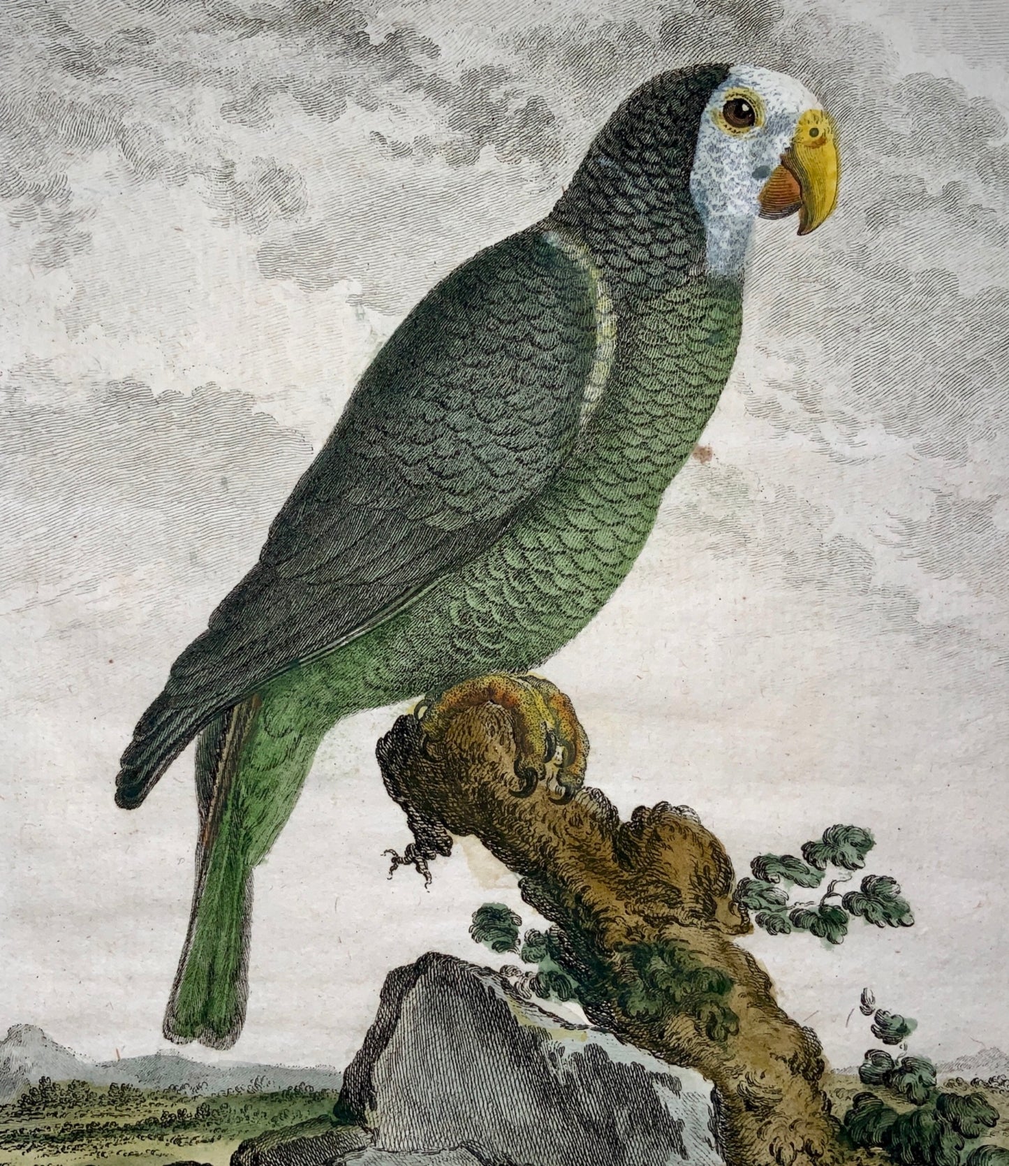 1779 Haussard after Jacques de Seve - The Green Macaw - Parrot - 4to engraving - Ornithology