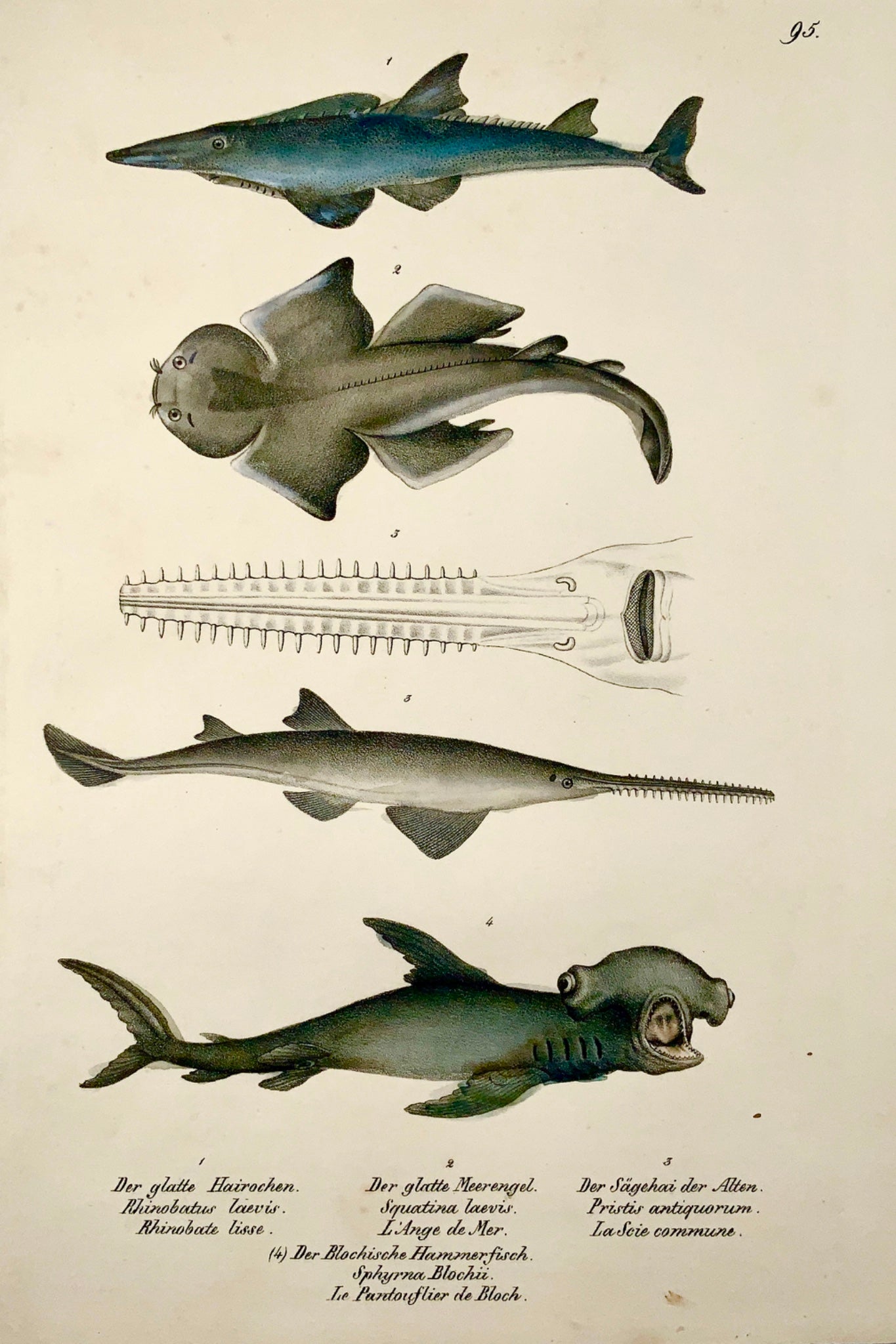 1833 H. Schinz (1777-1861) SHARKS Swordfish etc. - Handcol. lithograph - Mammals