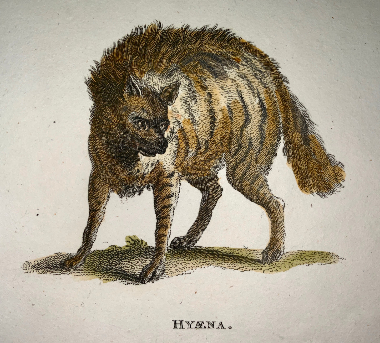1800 Heath sc. - HYENAS - fine first impression in hand colour - Mammal