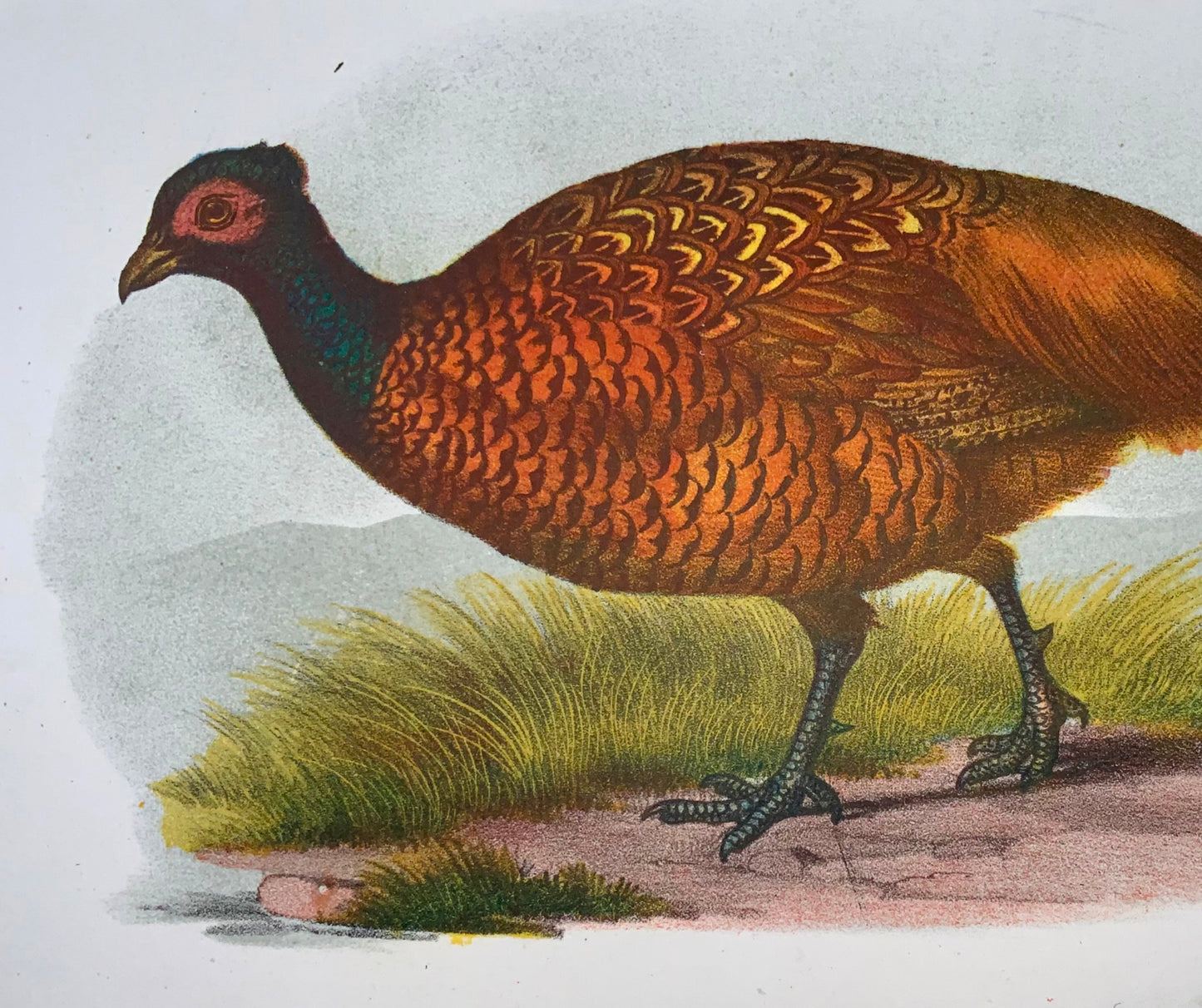 1860 Pheasants, Fitzinger, colour lithograph with hand finish, ornithology