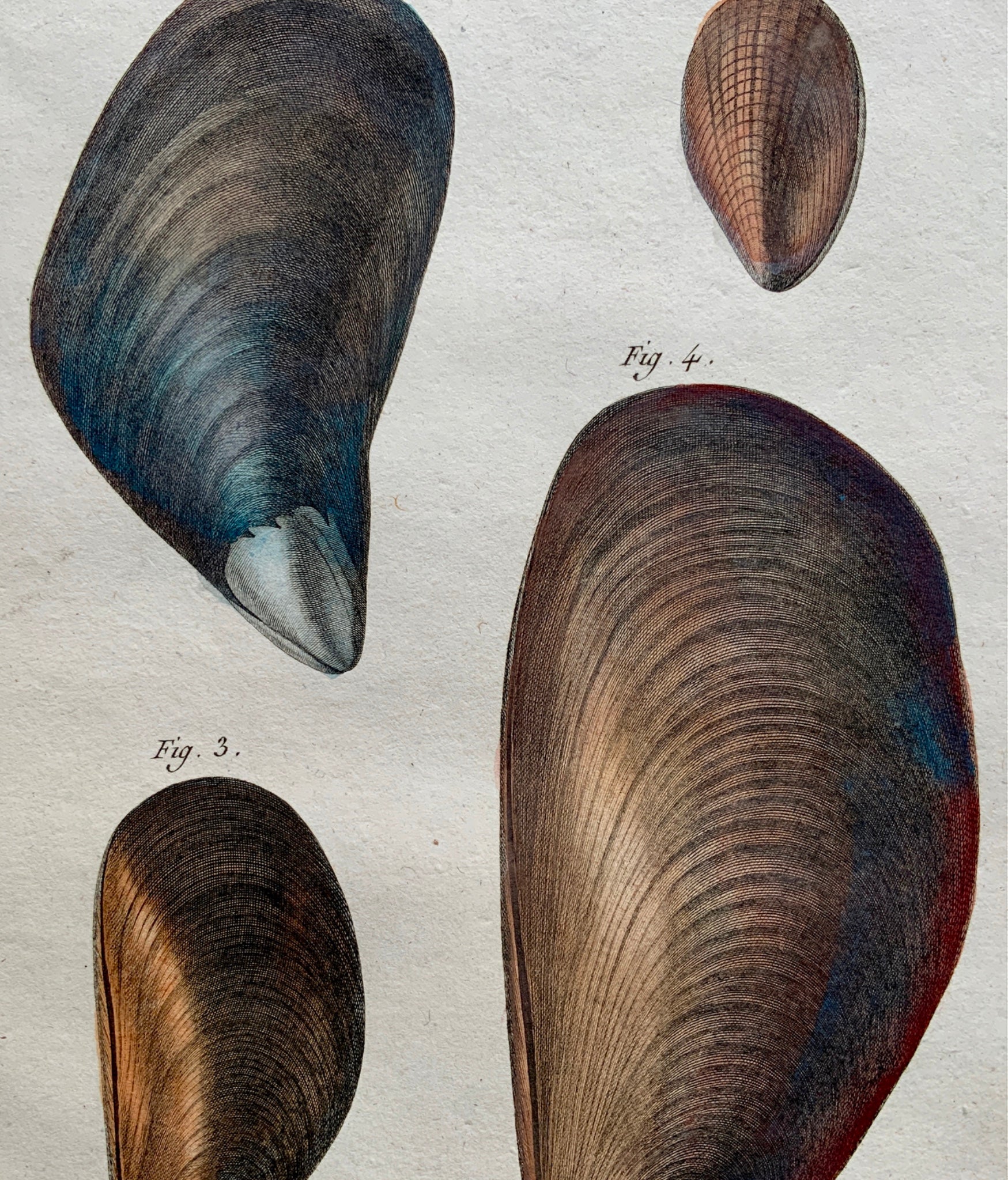1789 Lamarck; Redoute - MOULE Shell Mussels - Conchology - Hand colour