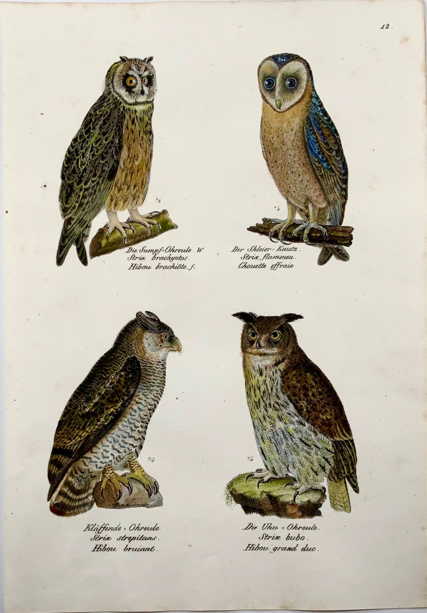 1830 Owls, strix, ornithology, Brodtmann, hand coloured folio lithograph