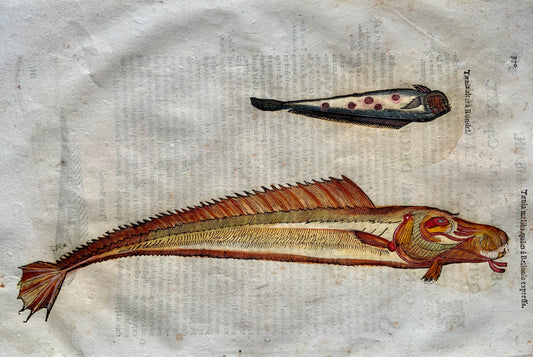 Coriolano; Aldrovandi - Large folio woodcut leaf - Fish: LOACH - Handcol - 1638